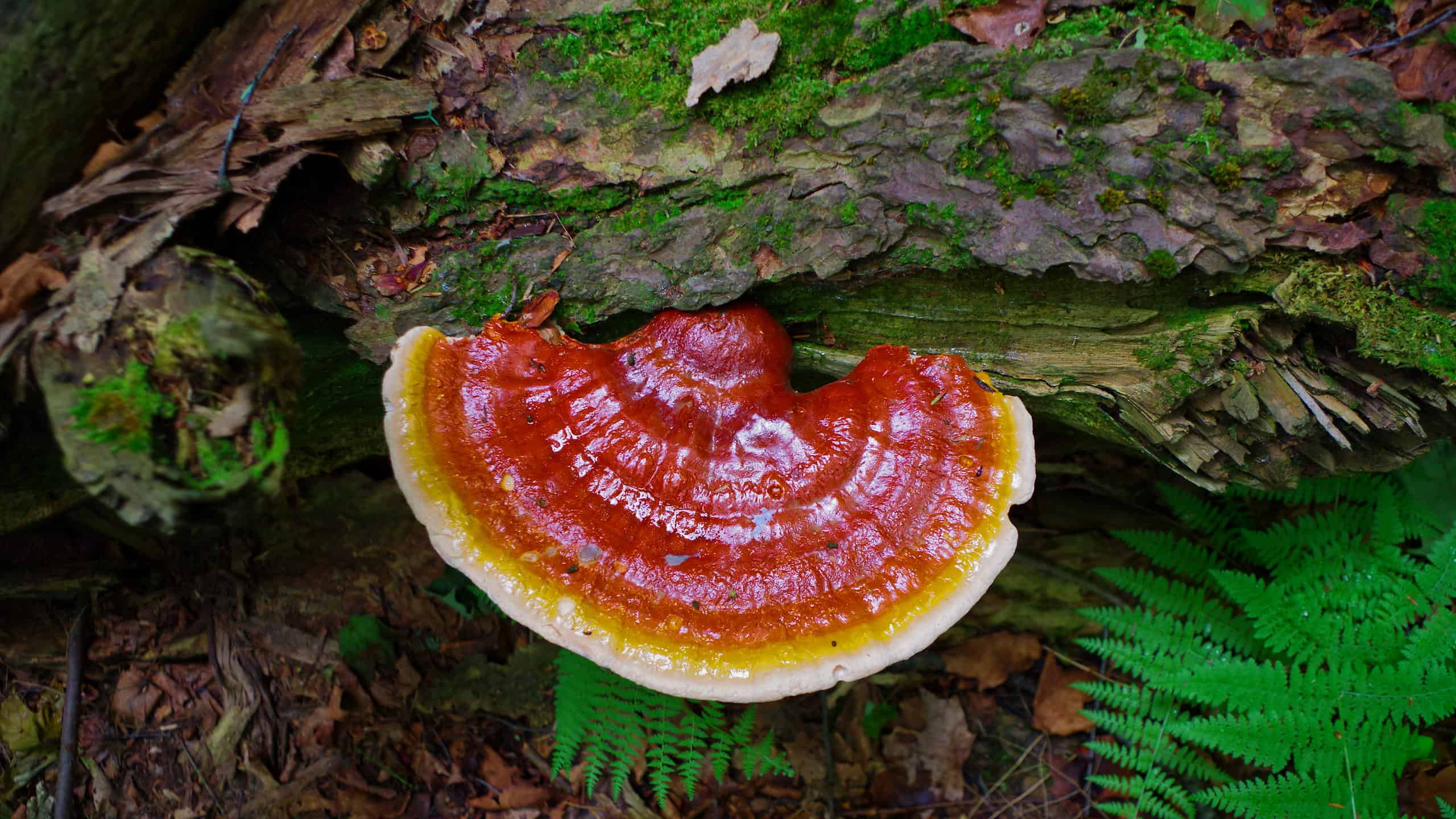 rishi mushroom