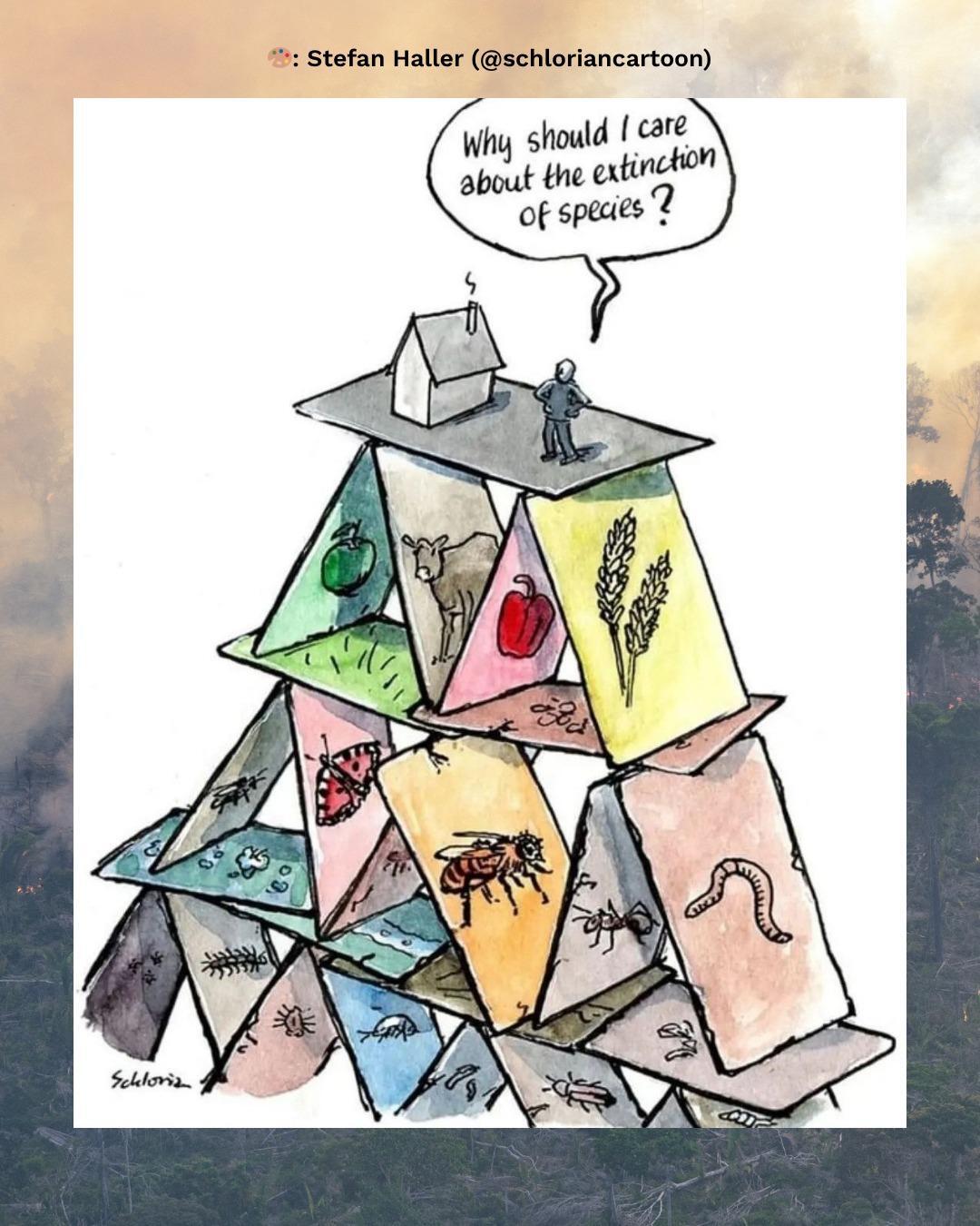A political cartoon by Stefan Haller: it illustrates human dependence on biodiversity using a house of cards. A person on top of the structure asks, "Why should I care about the extinction of species?", while each card below represents a different plant or animal. The precarious stack symbolizes how the removal of even one species could lead to the collapse of the entire ecosystem, impacting humanity.