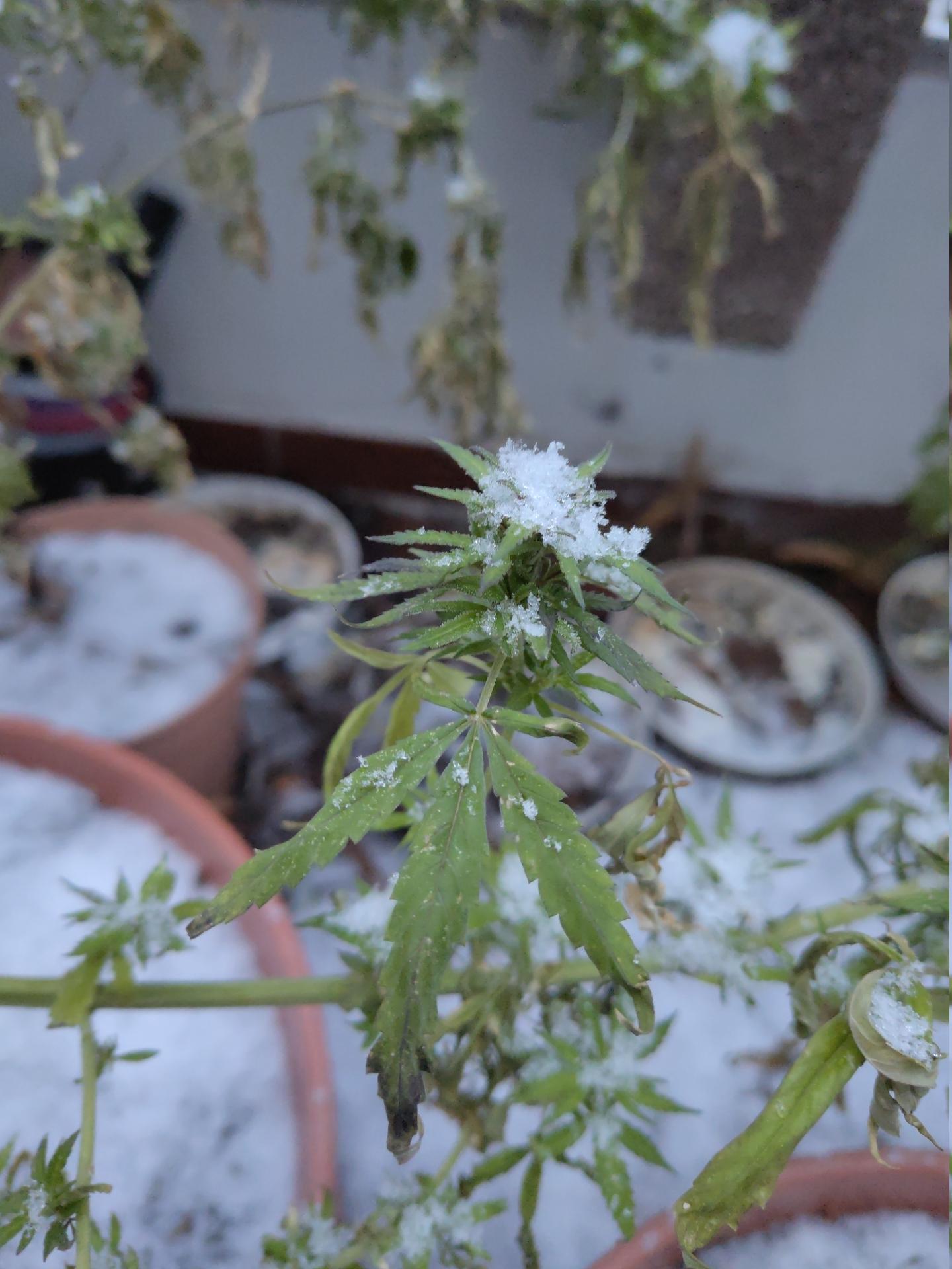 Schnee auf Cannabis