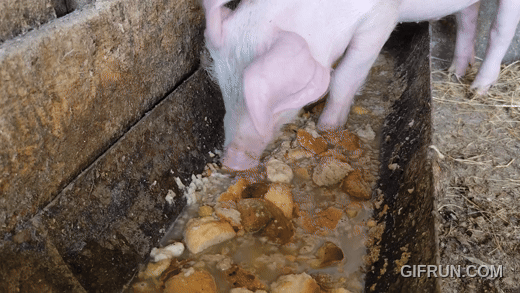 Pig enthusiatically ingesting slop. 