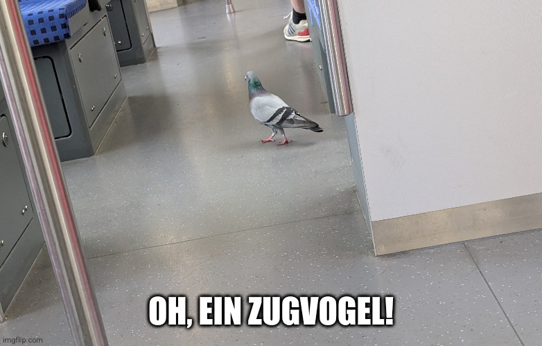 Eine Taube, die während der Fahrt durch die S-Bahn läuft