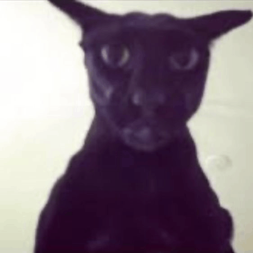 A picture of evil Larry, black oriental cat