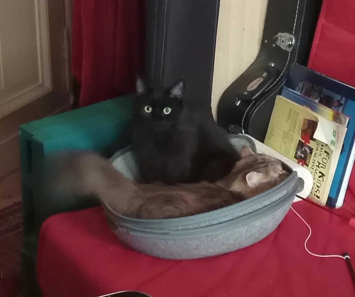Two cats on a couch.