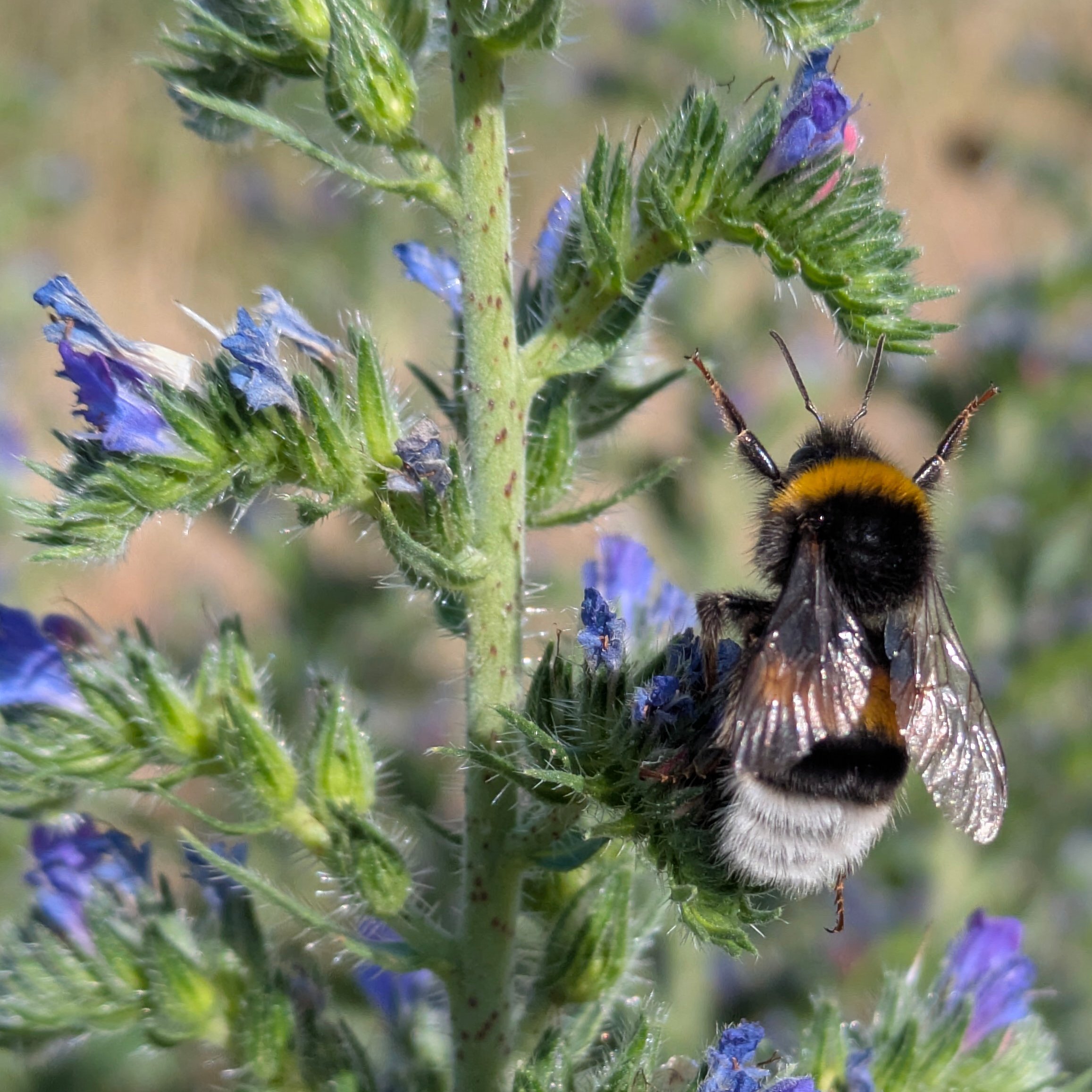 A bee with "hands" open towards the next Echium blossom