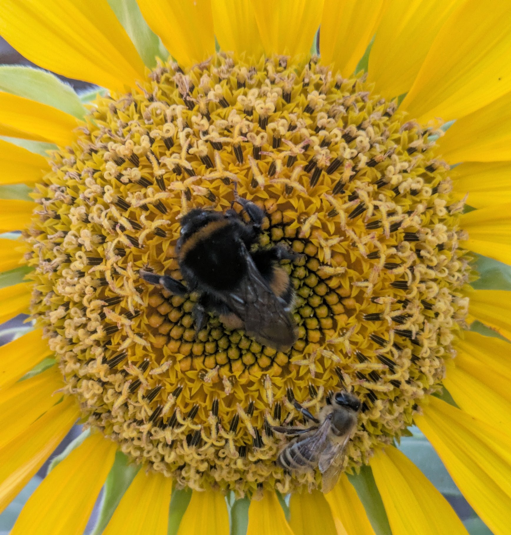A bumblebee and a honey bee on a flower