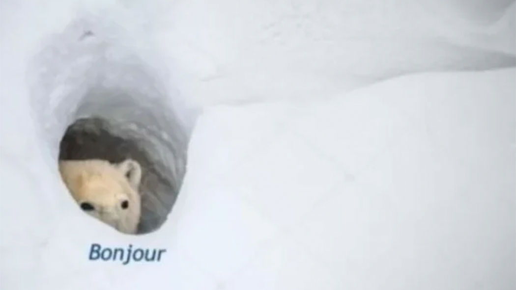 Meme of polar bear poking through a den entrance saying "Bonjour"