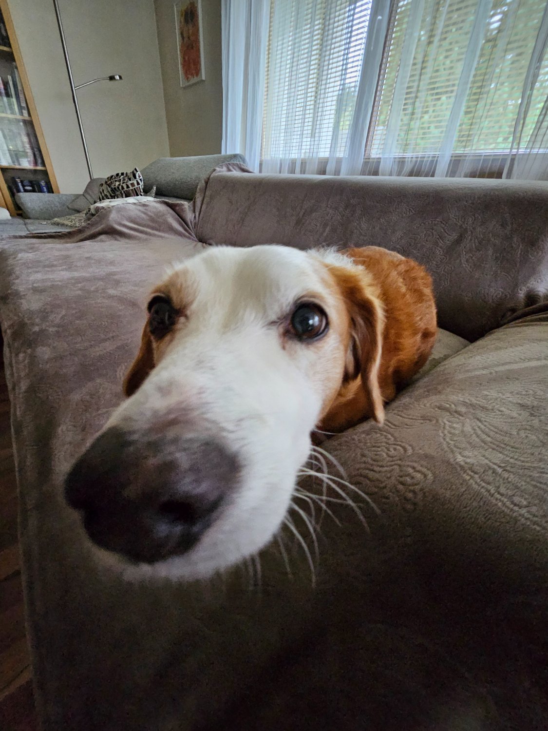 I don't have a long snoot dog, but that's what the 0.6x zoom on my phone is for