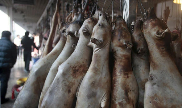 Dead dogs being hung up by meathooks for sale