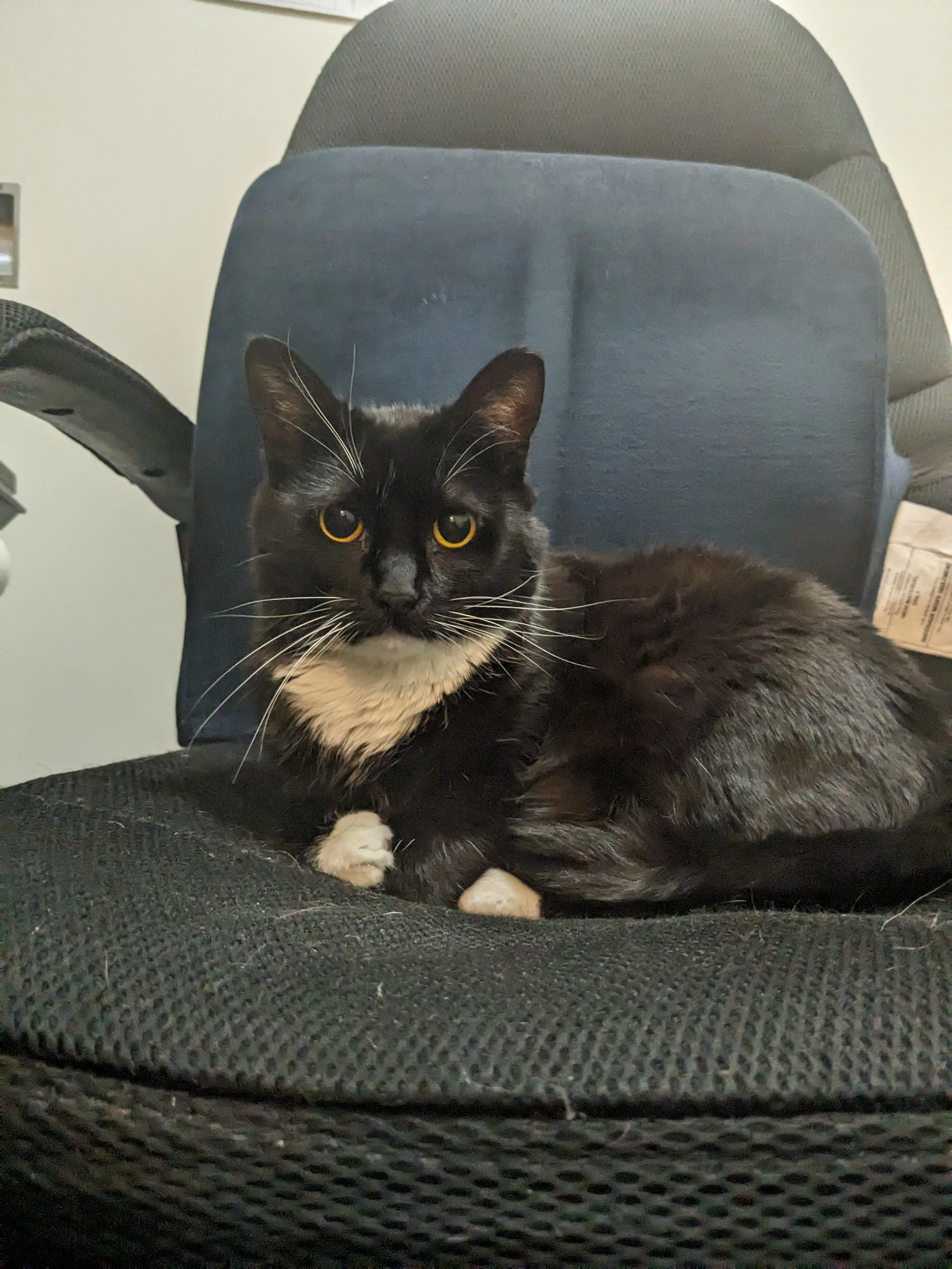 Tuxedo cat sitting on office chair