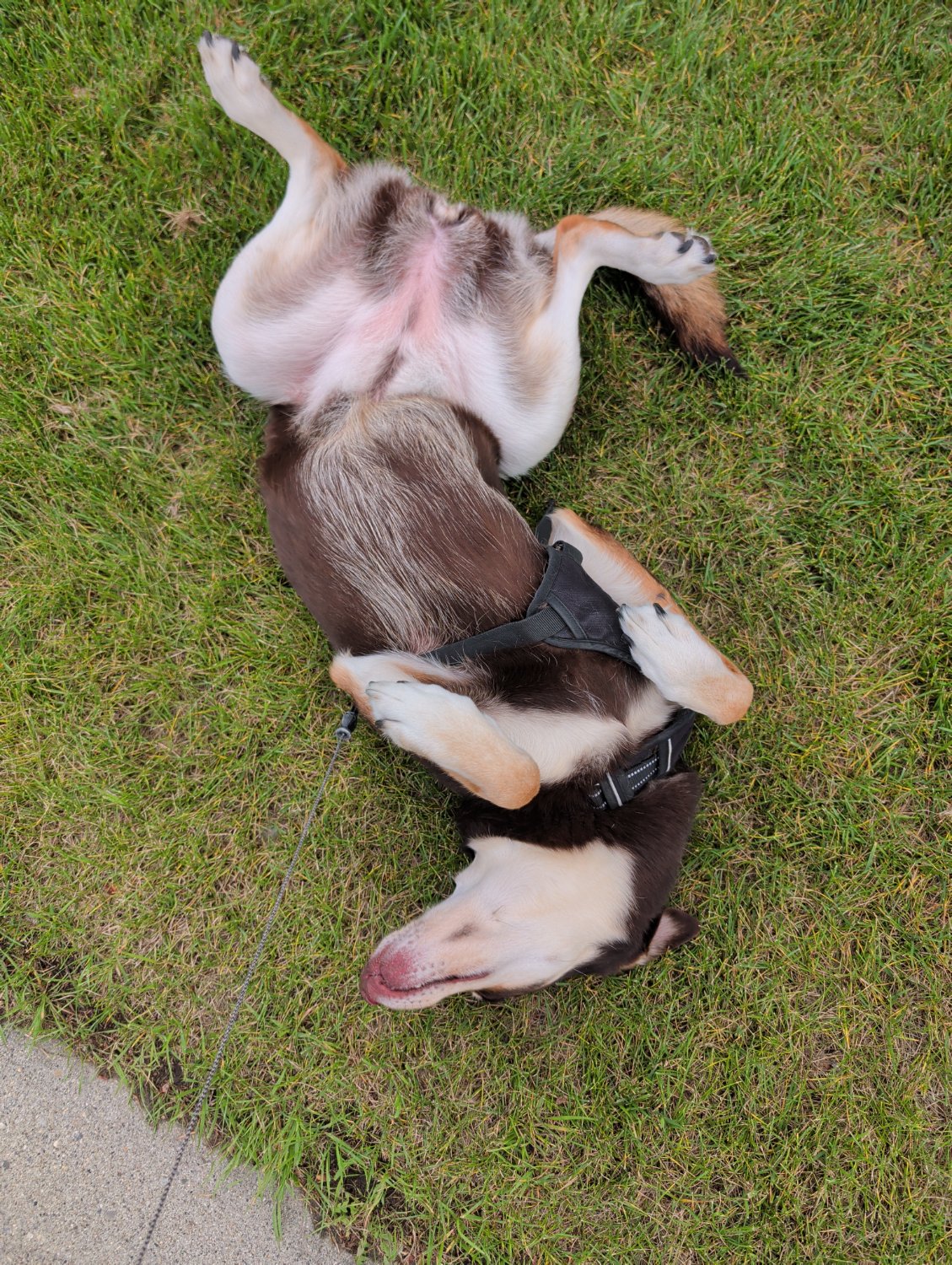 Dog lying on back, while rolling thoroughly onto a patch of grass.