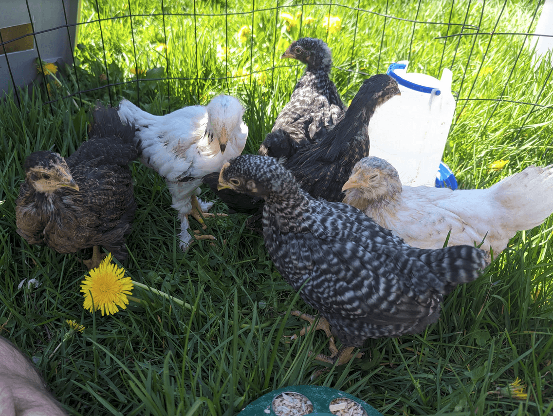 6 young chickens outside in the grass