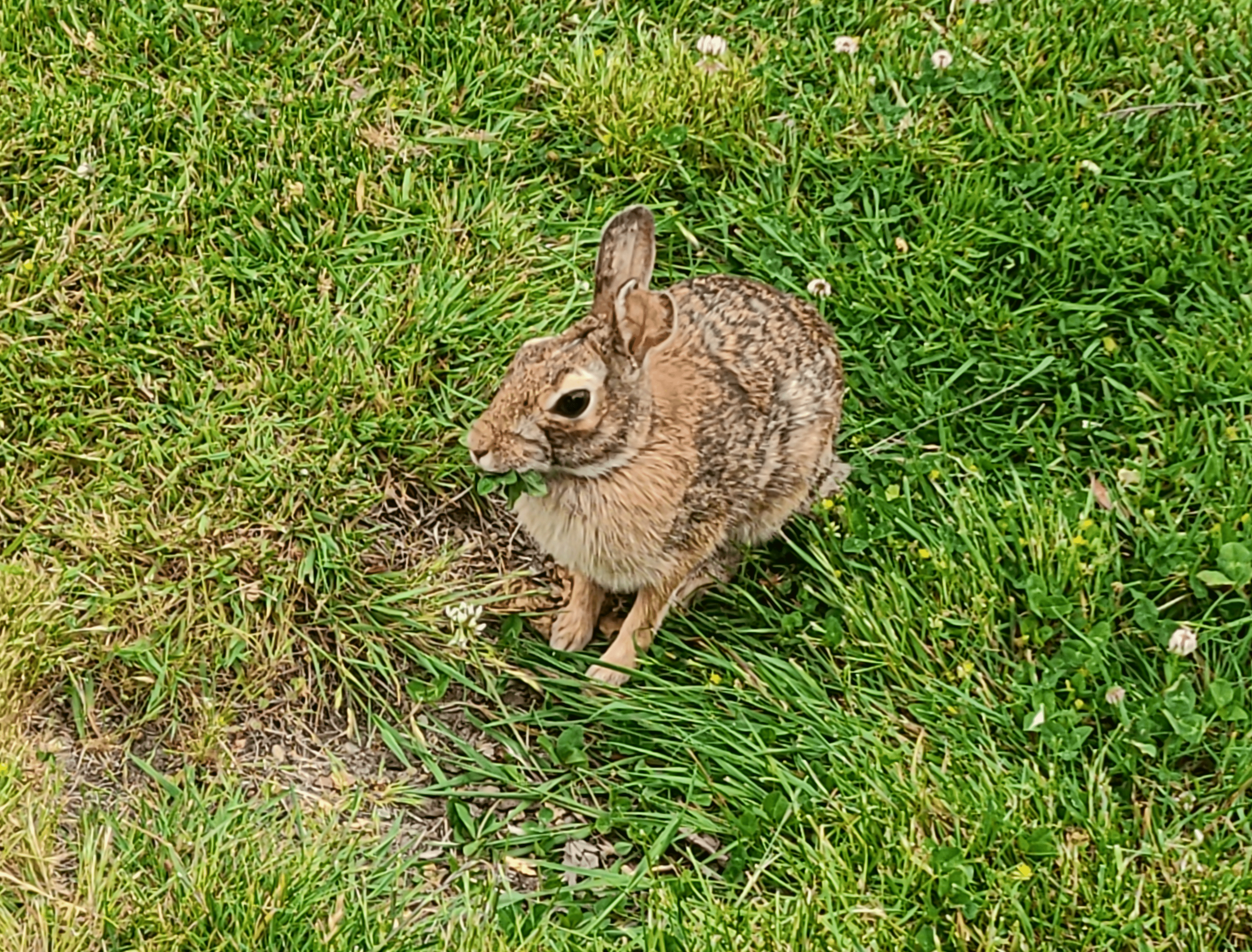 A Bunny Rabbit eating some clover (not grass)