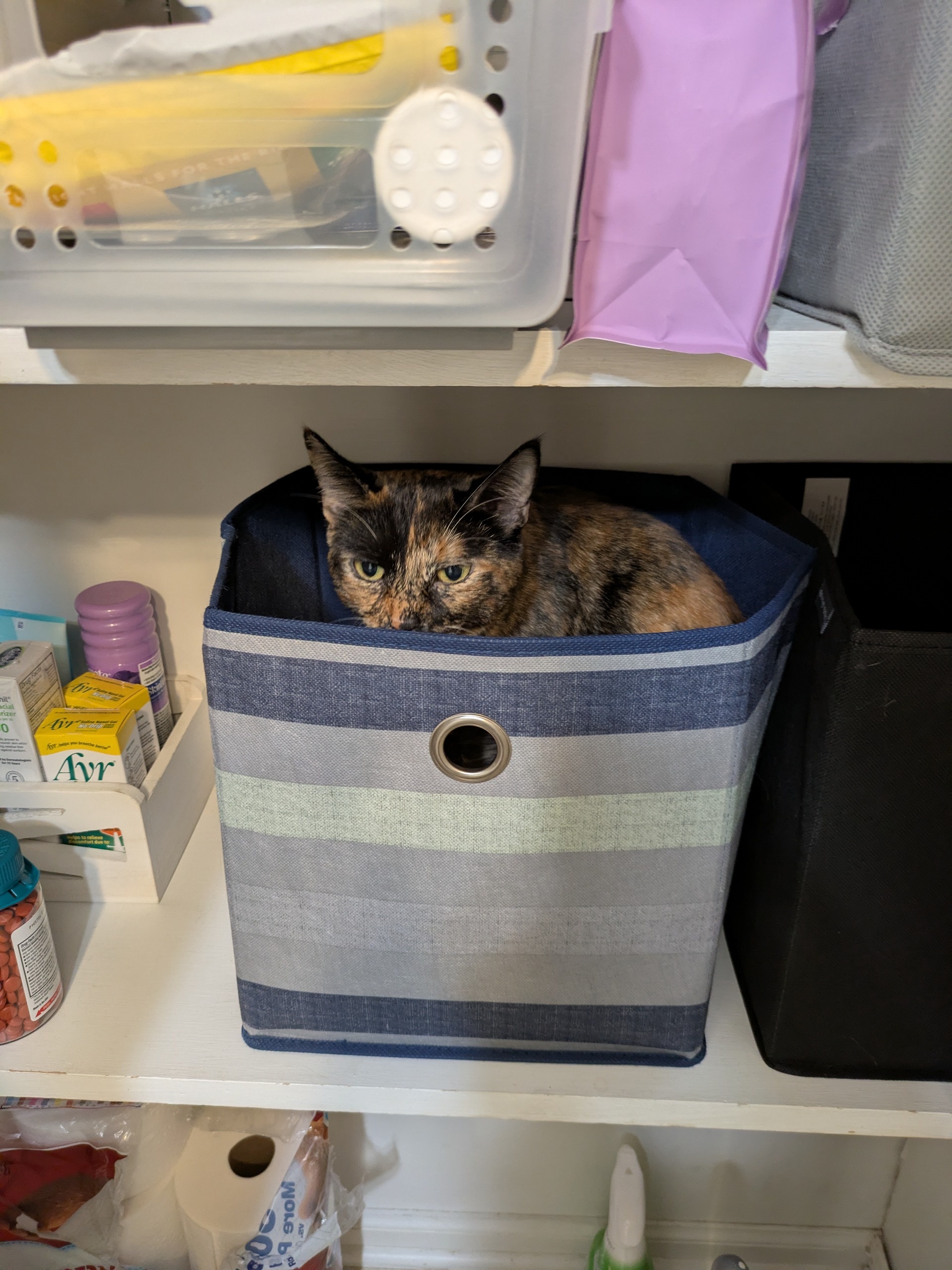 cat in a basket in a cupboard.