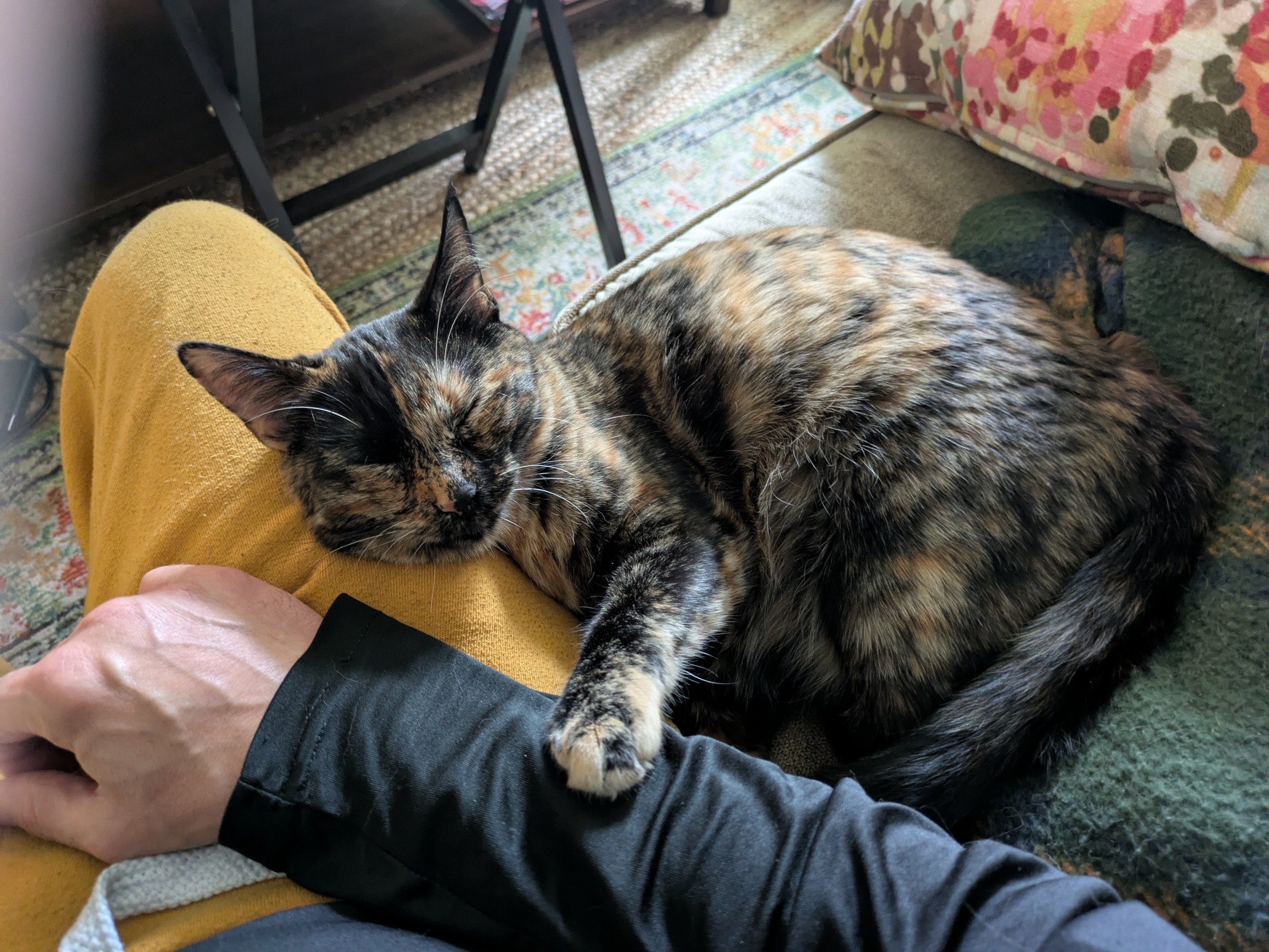 Tortie cat sleeping 