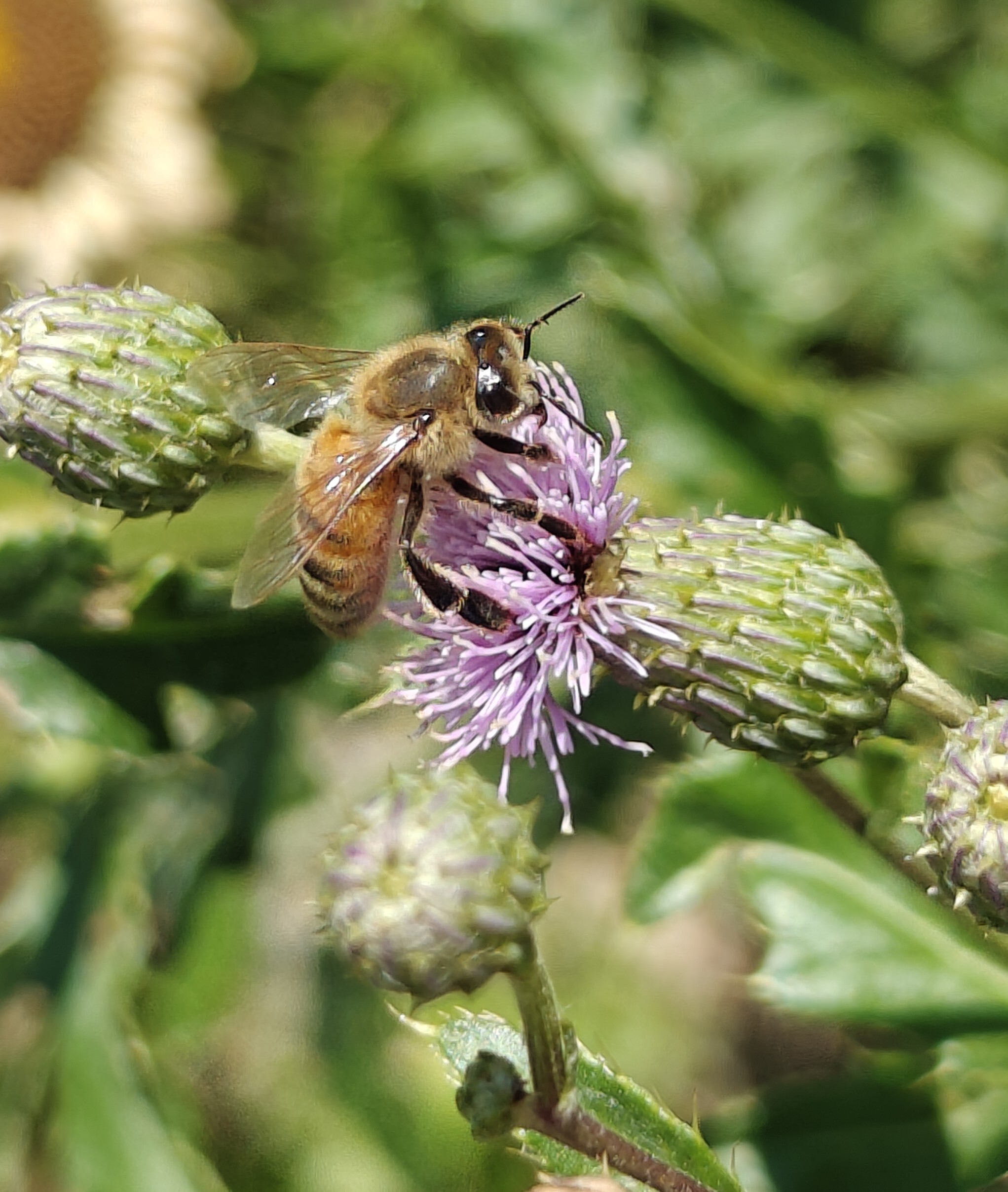 A honeybee feasting on a thistle bloom