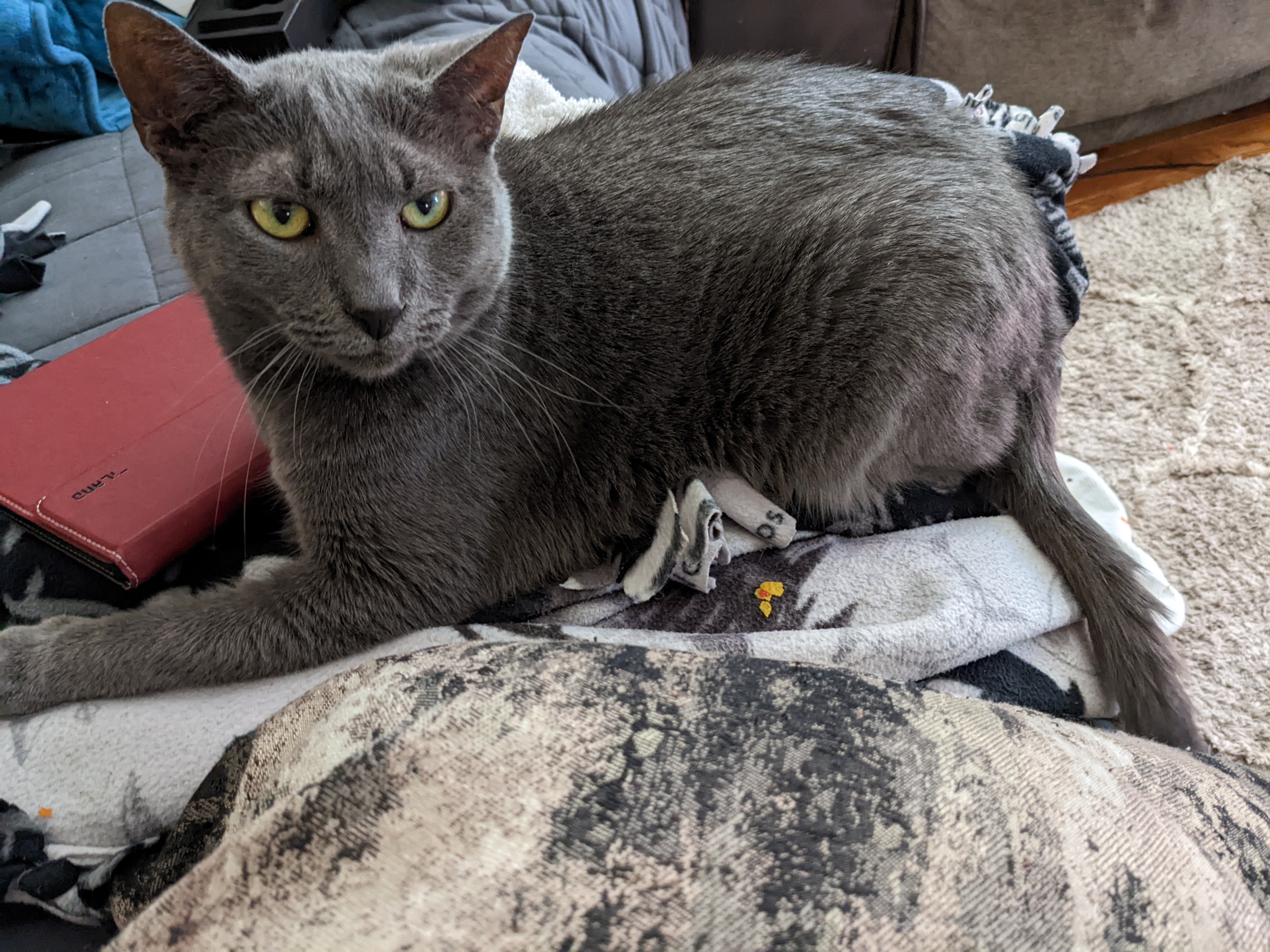 My cat Hex showing off her beauty and bald spots