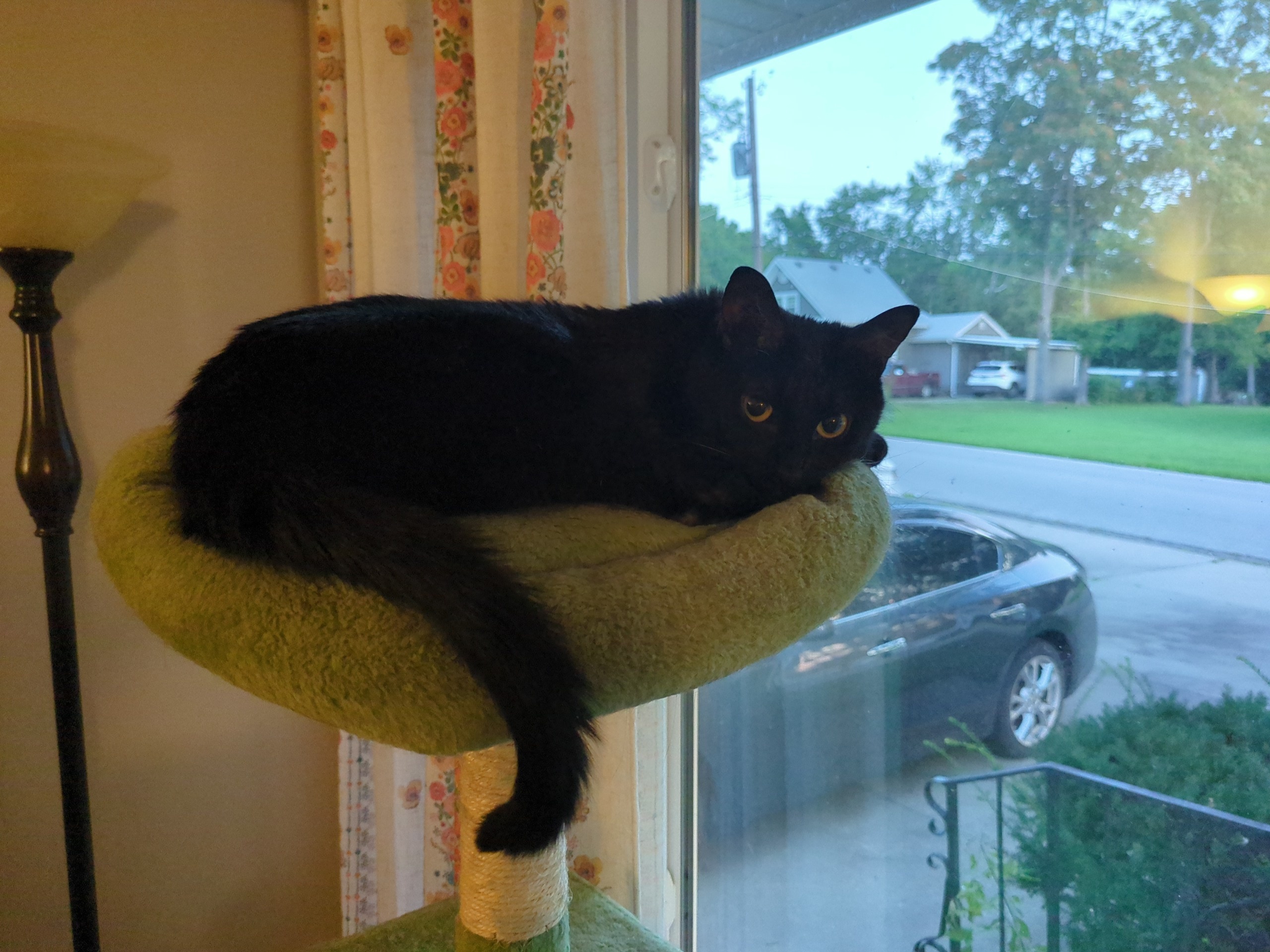 black cat on green cat tree
