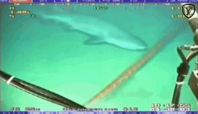 Shark eating fibre optic cable