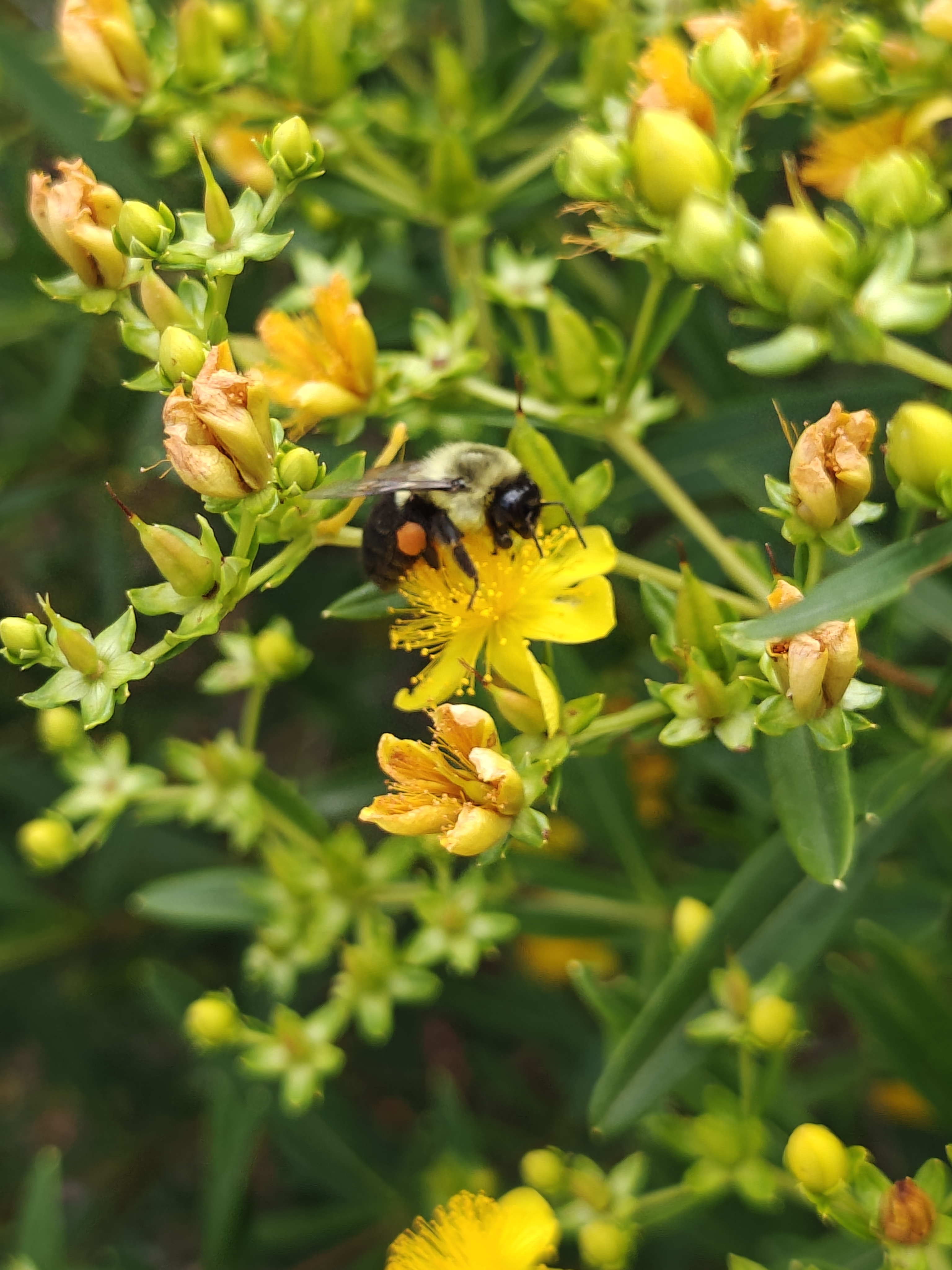 A bumblee bee on a yellow flower. Both are covered in pollen