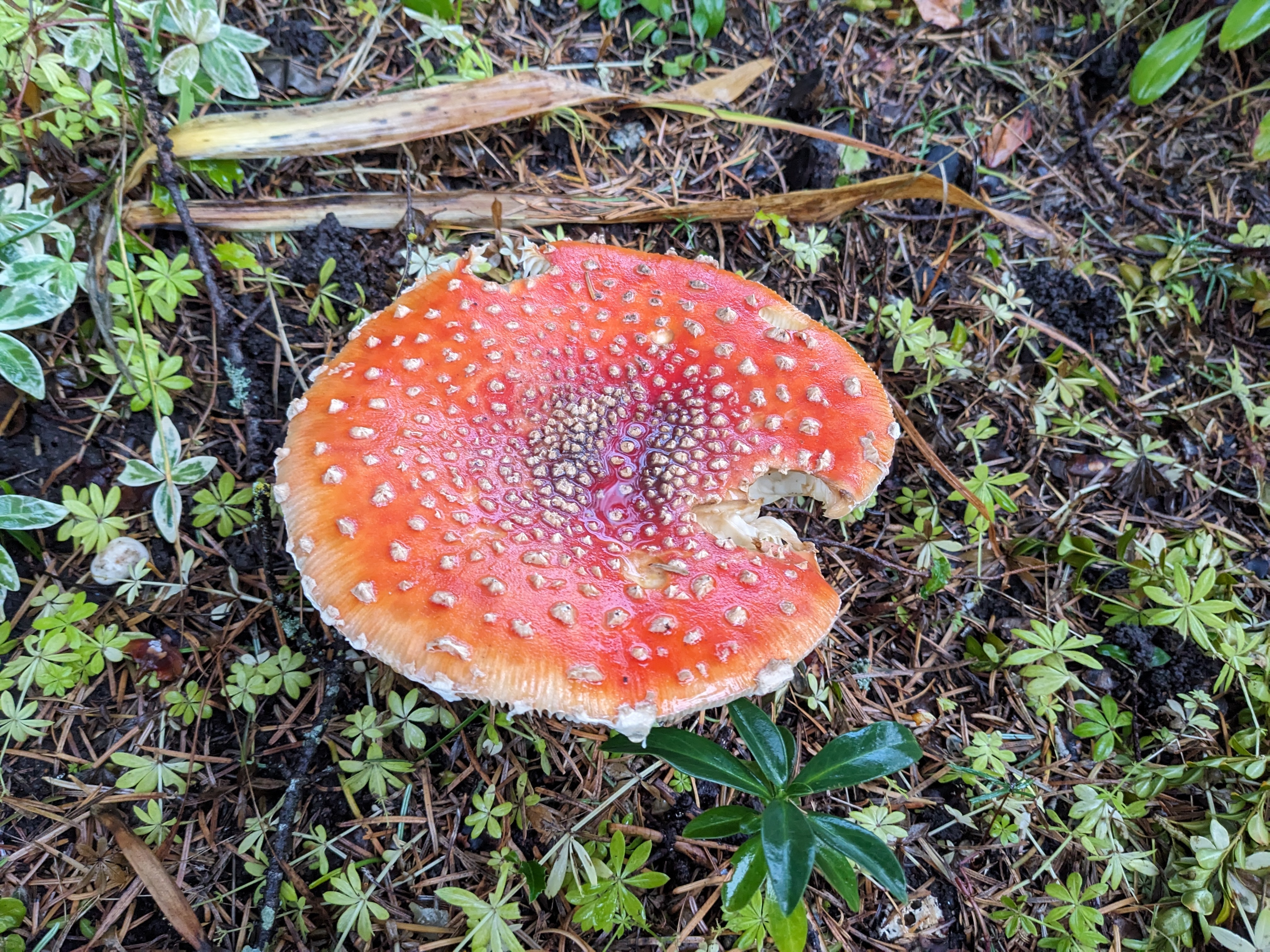an overhead view of an Amanita Muscaria mushroom