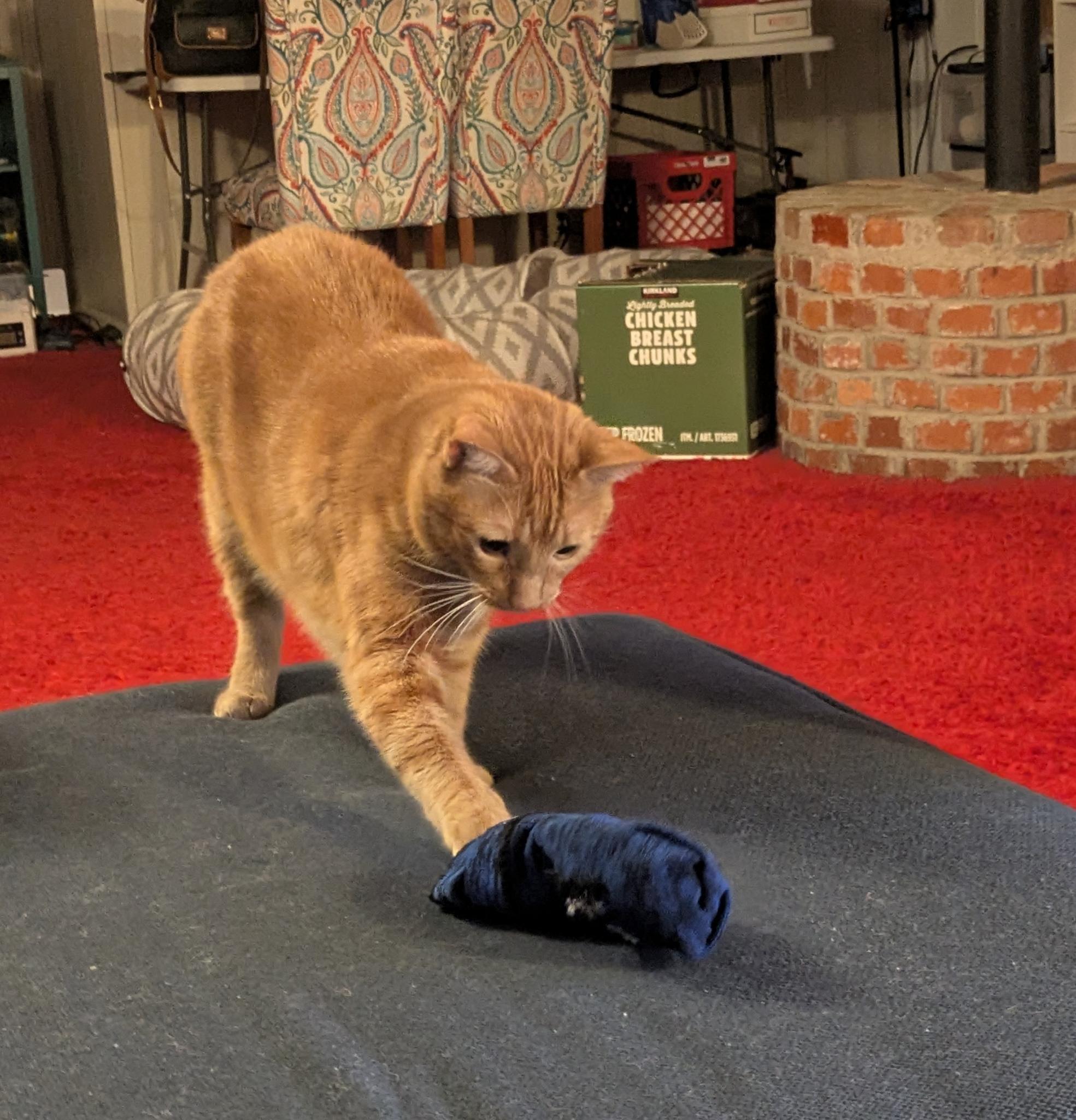 cat and sock