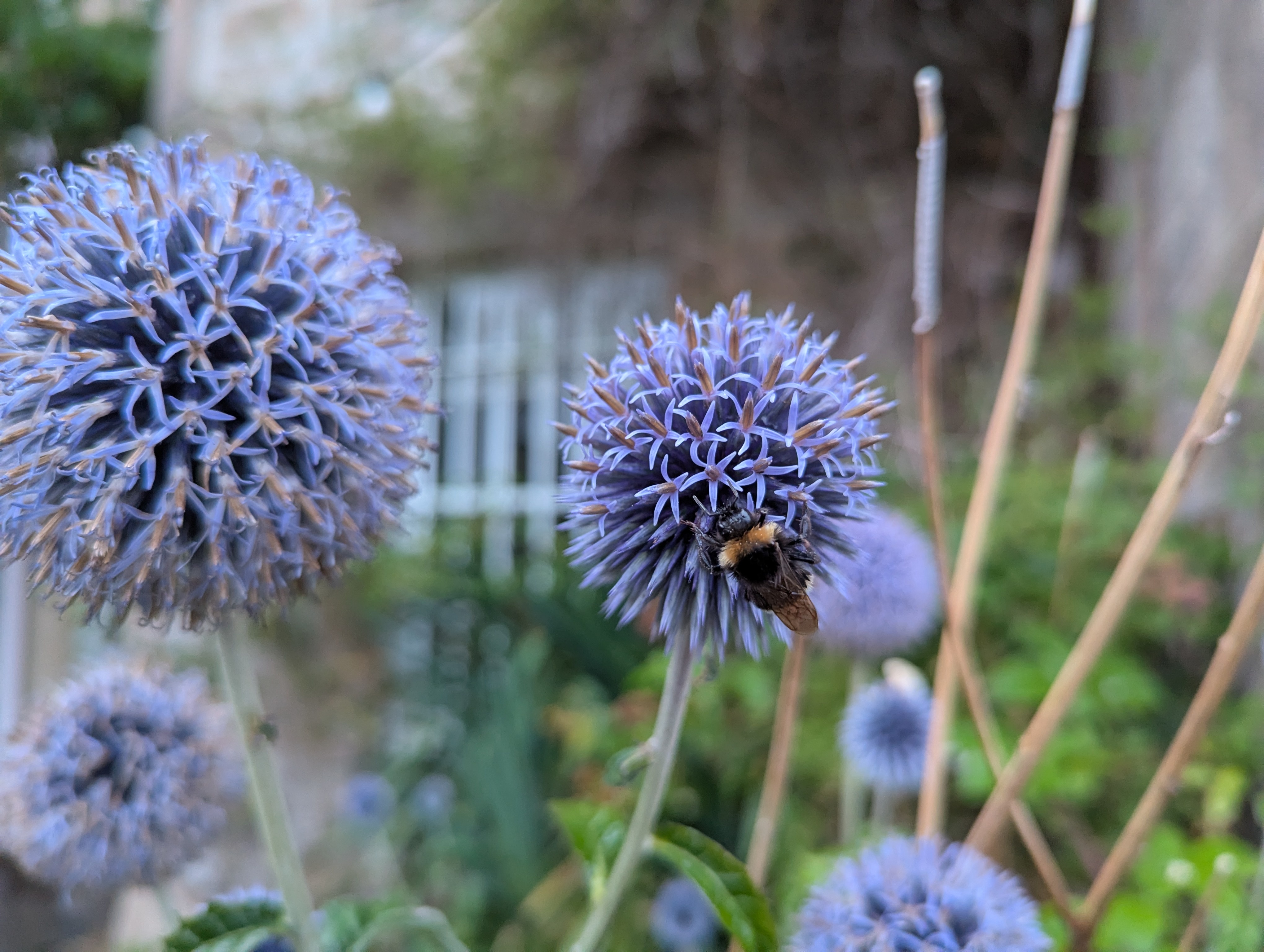 bee on a flower