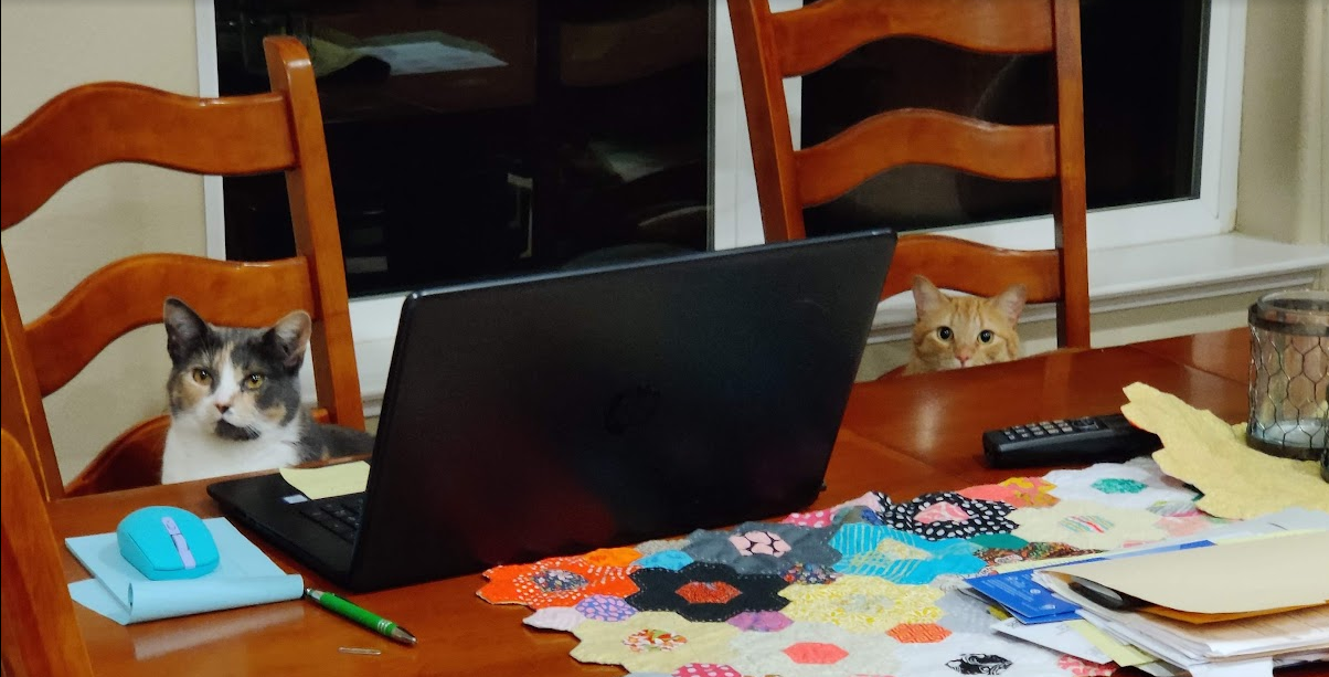 two cats sit behind a table. one is behind a laptop