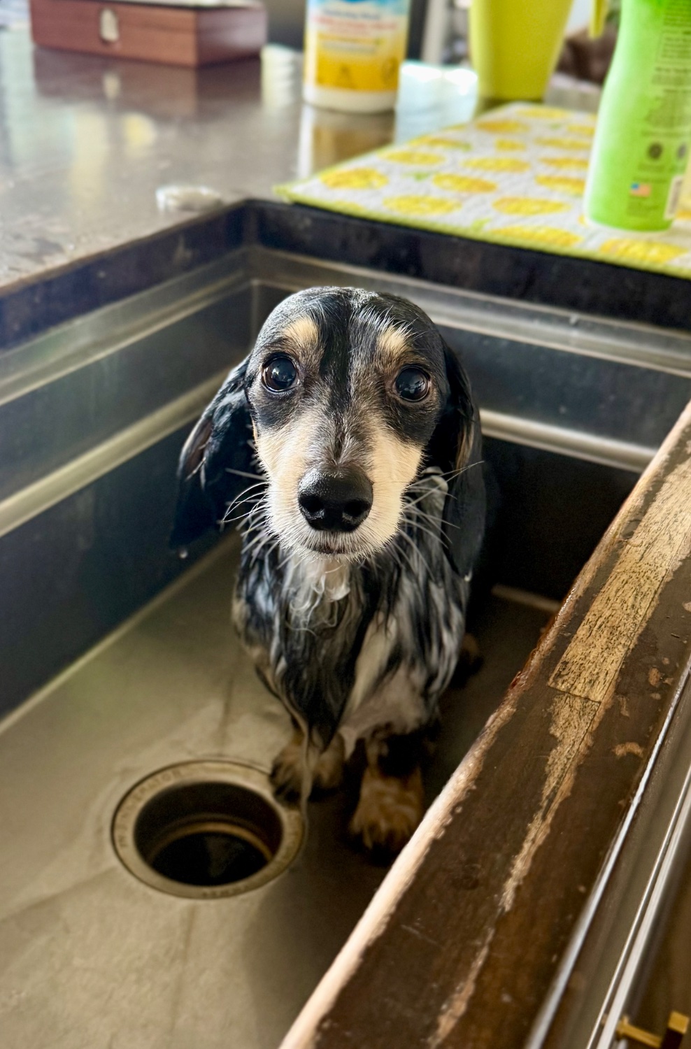 Lou, a miniature piebald longhaired dachshund stands, soaking wet, in a sink and is very sad about it. 