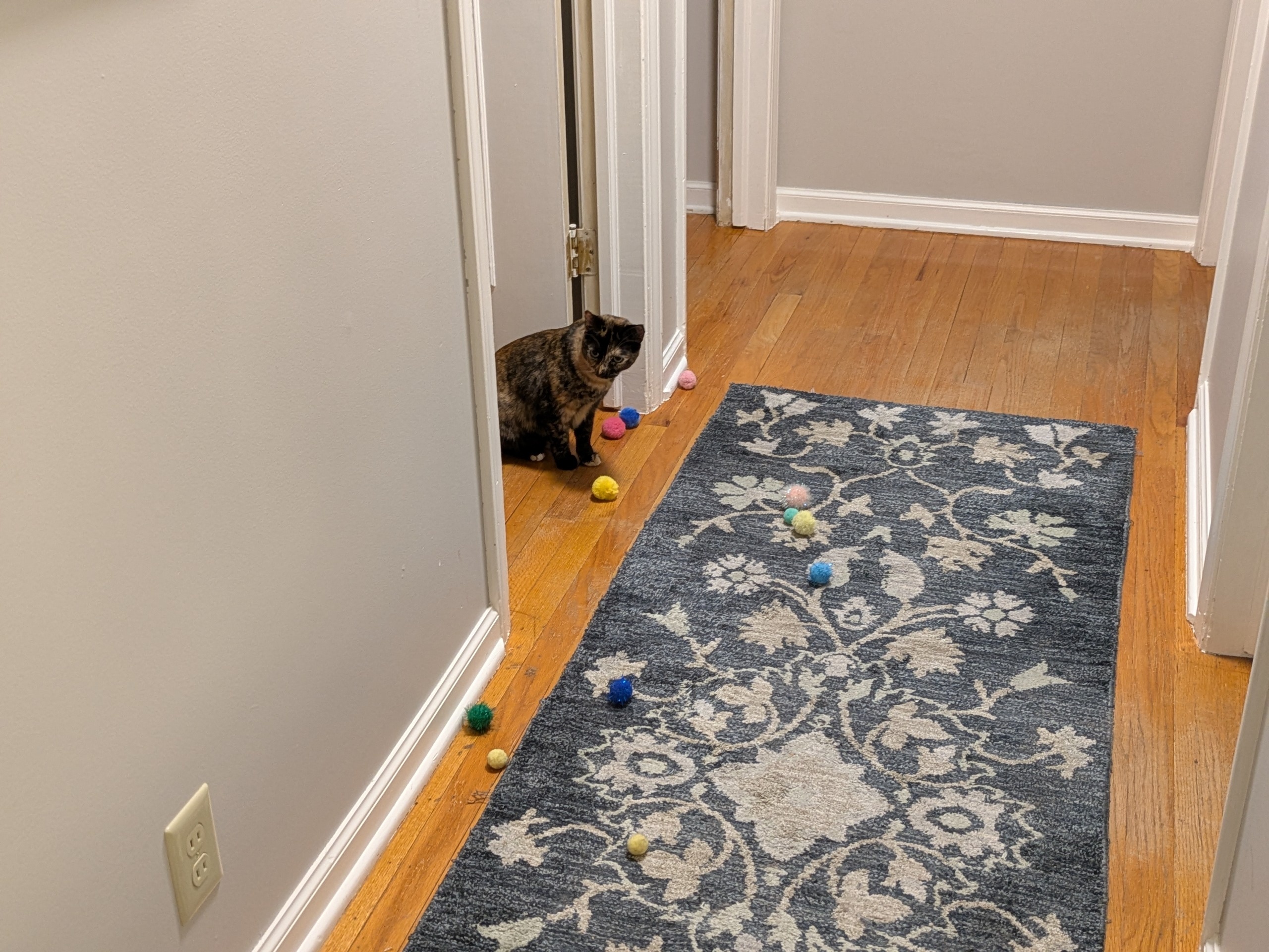 Cat in hall with balls