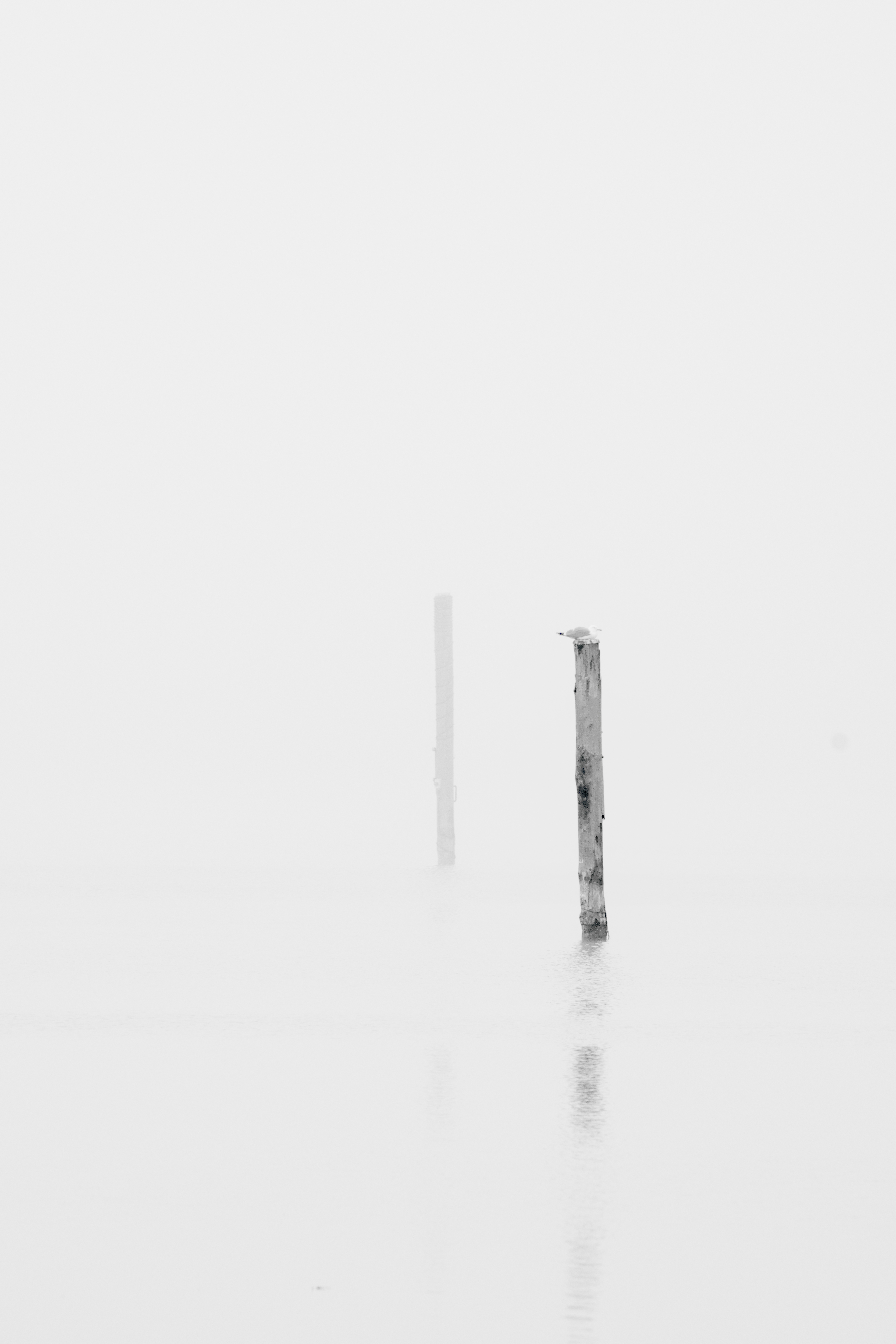 Image of Fog over a water surface, in the water stand two wooden poles. On one of them sits a seagull