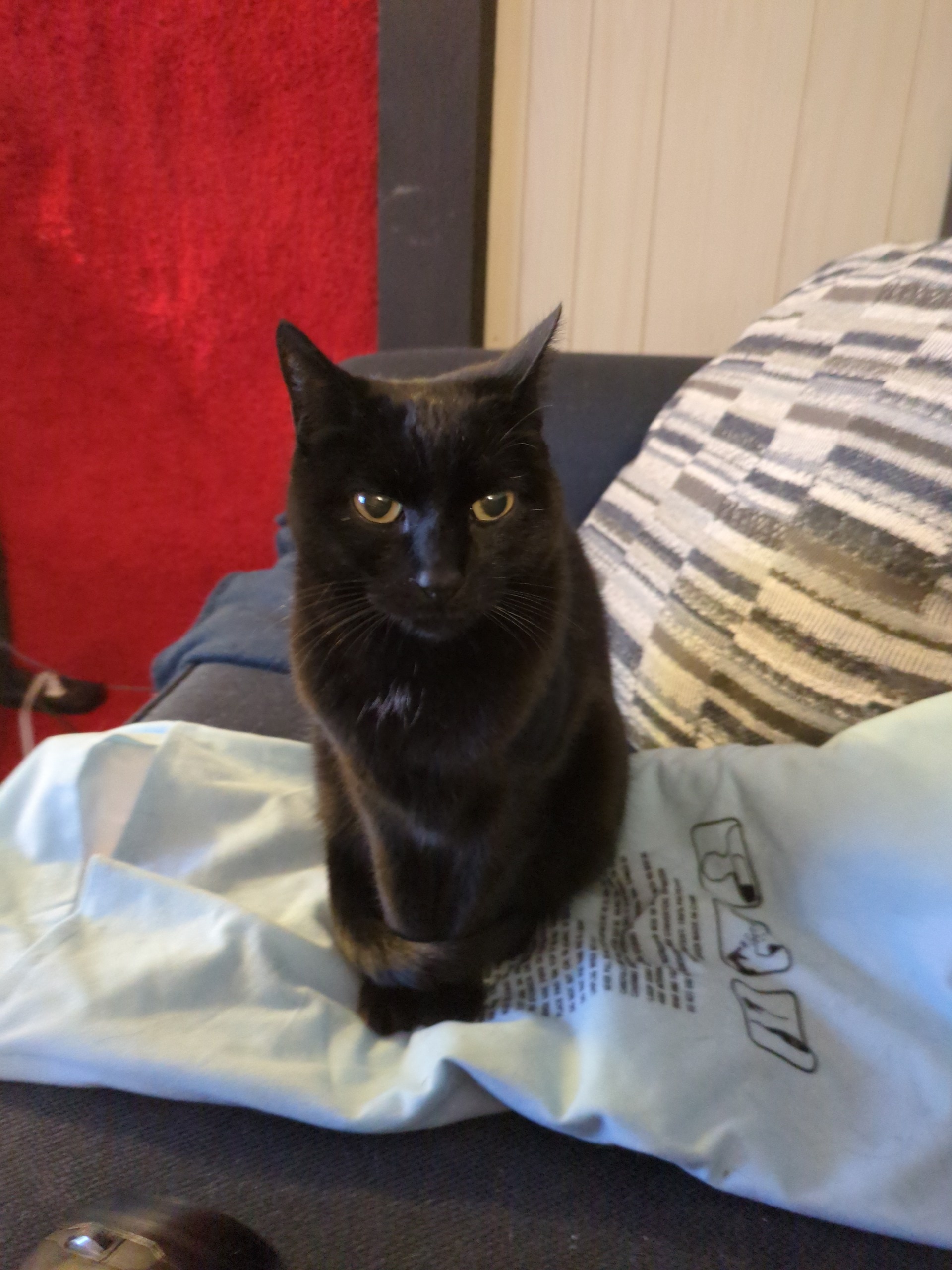 black cat 