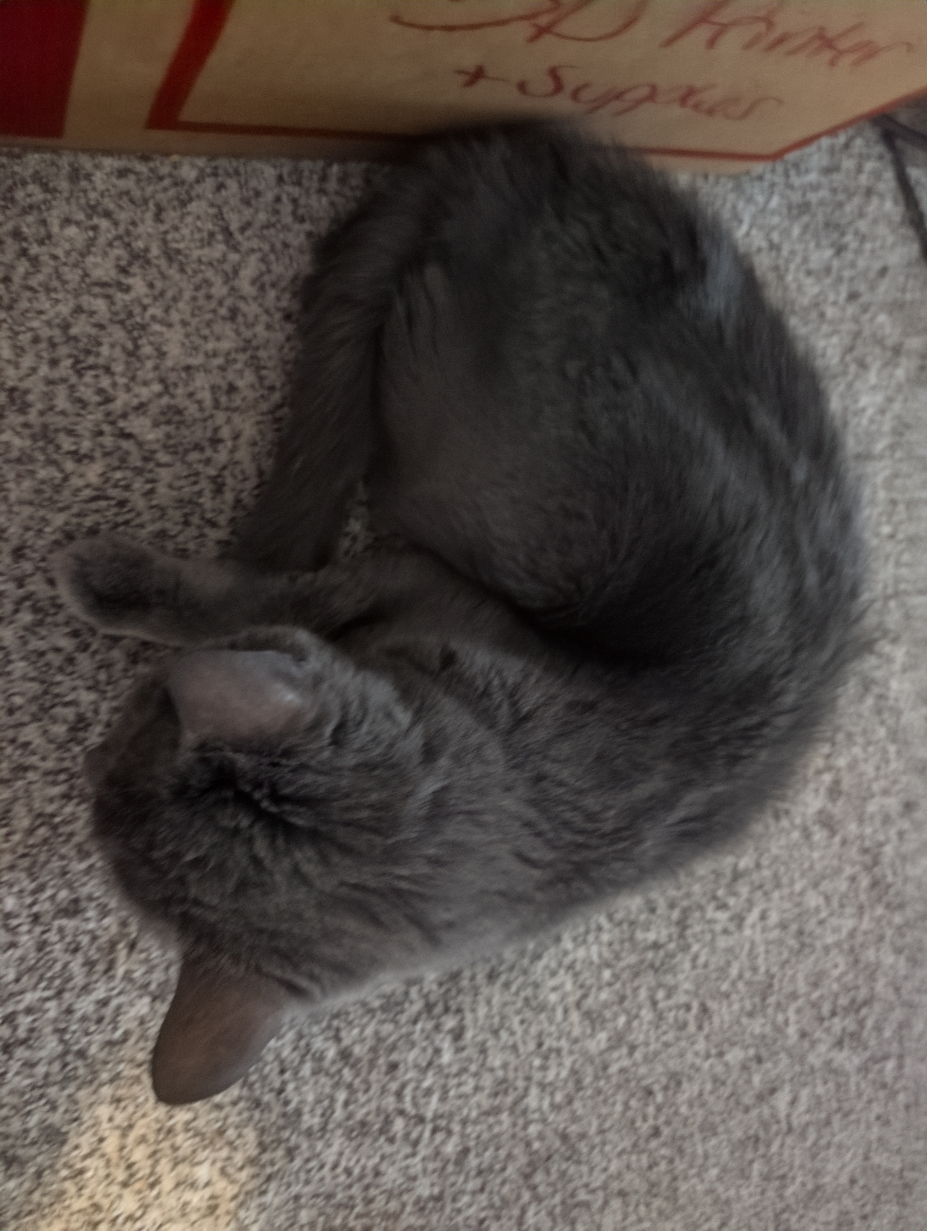 My cat, Hex