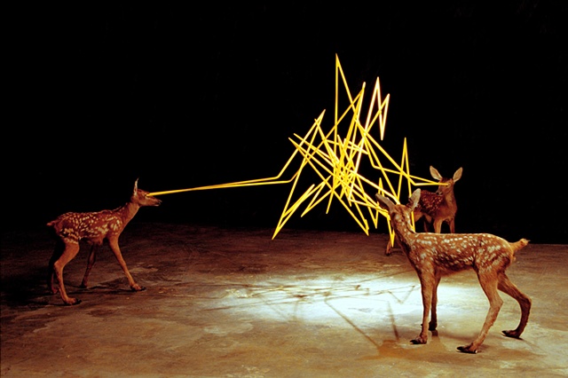 laser deer