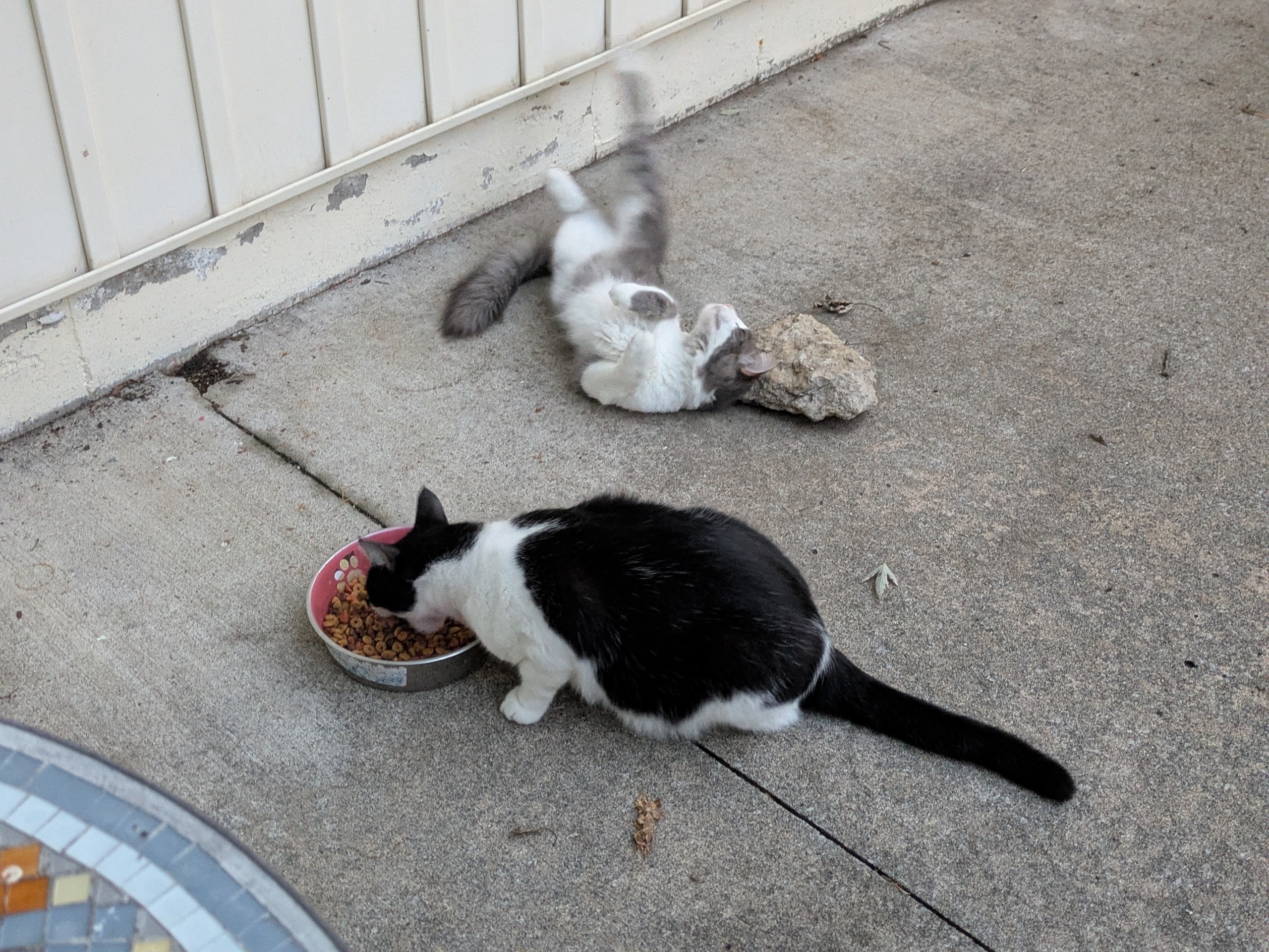 two cats on a patio 