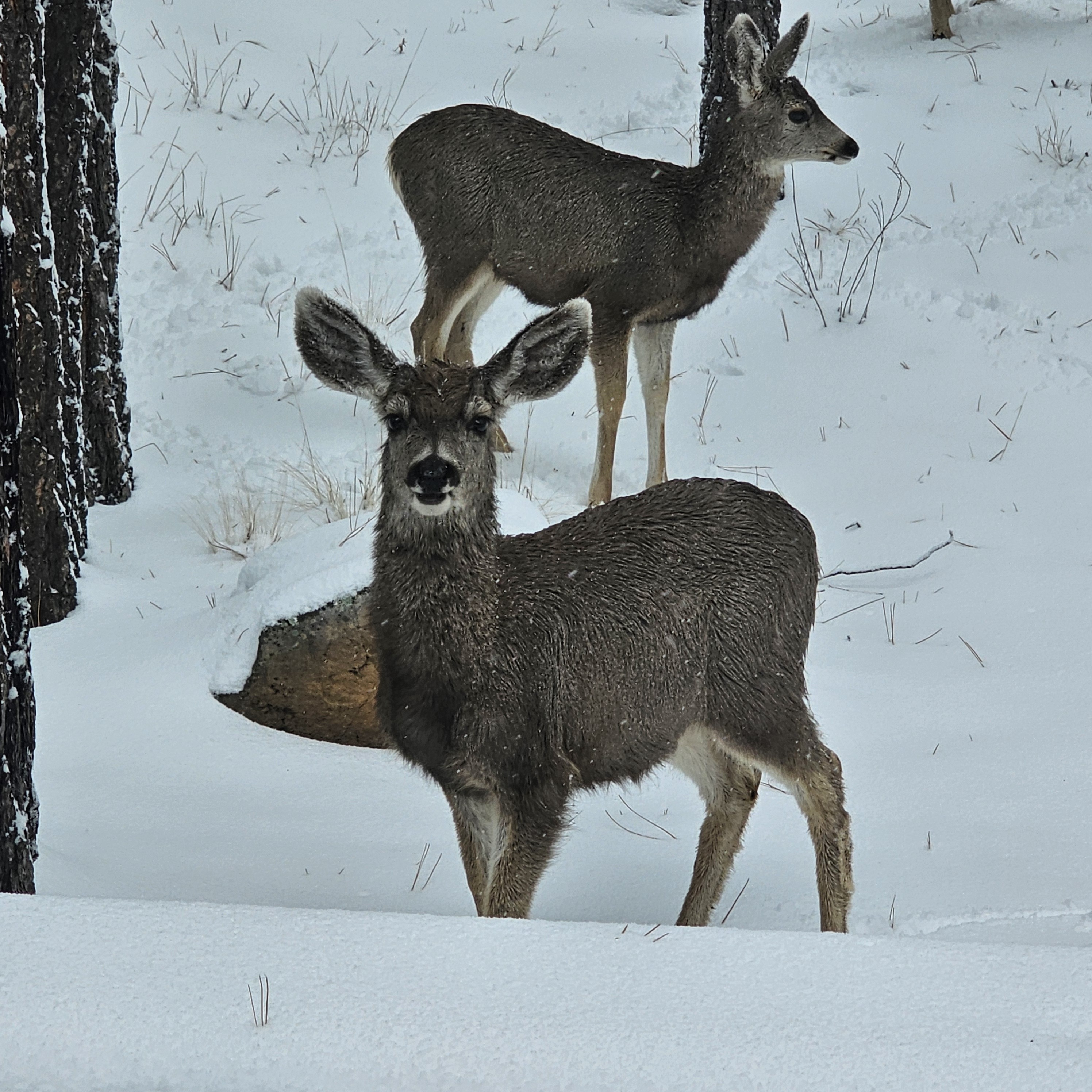 Mule Deer