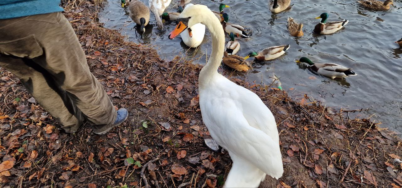 Ducks geese and swans