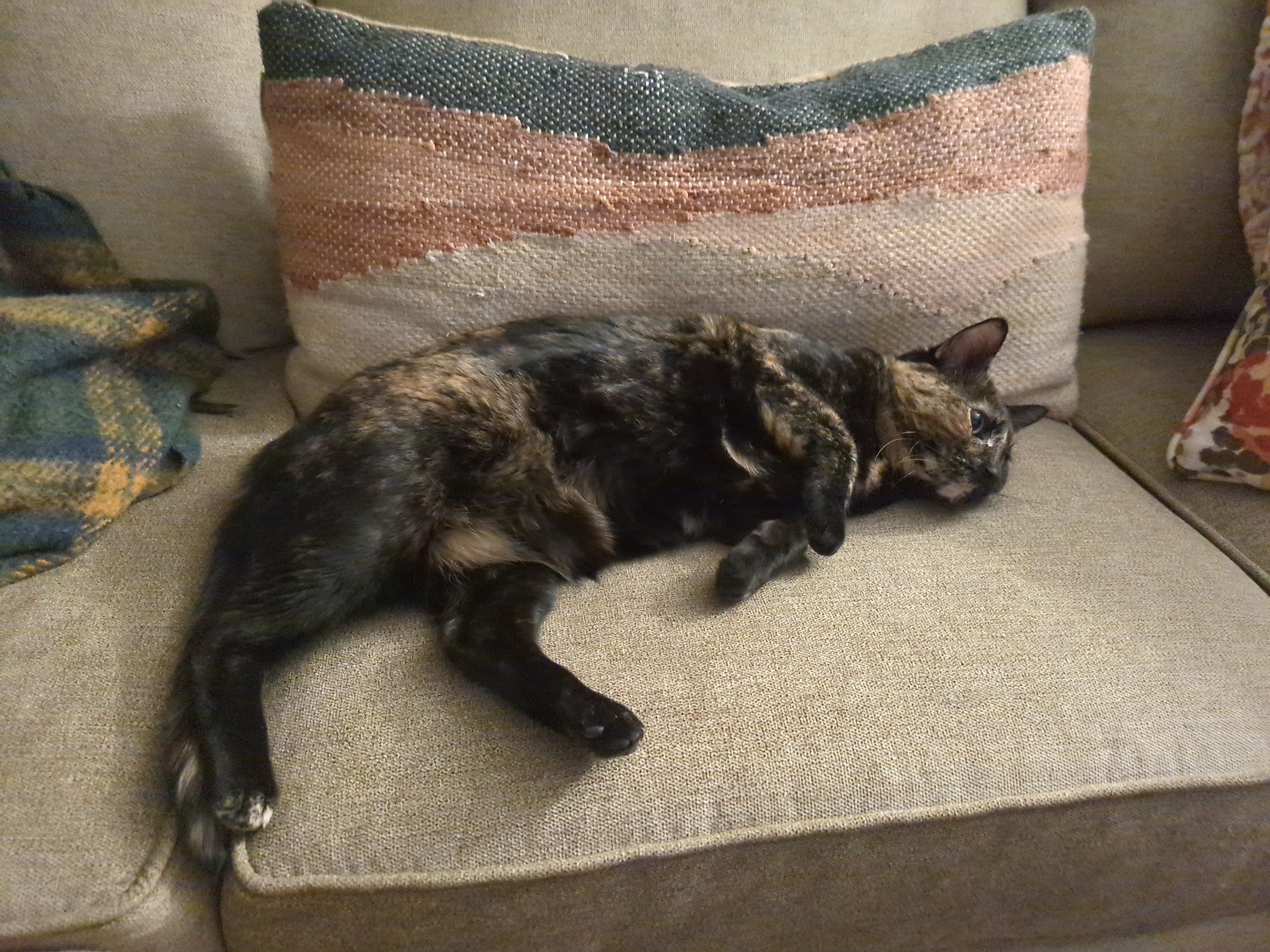 cat on couch 