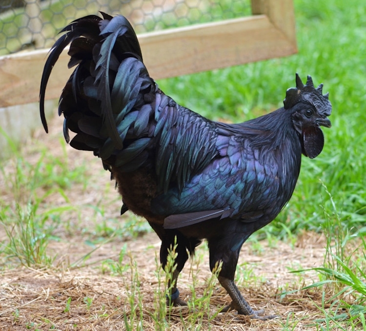 big black cock