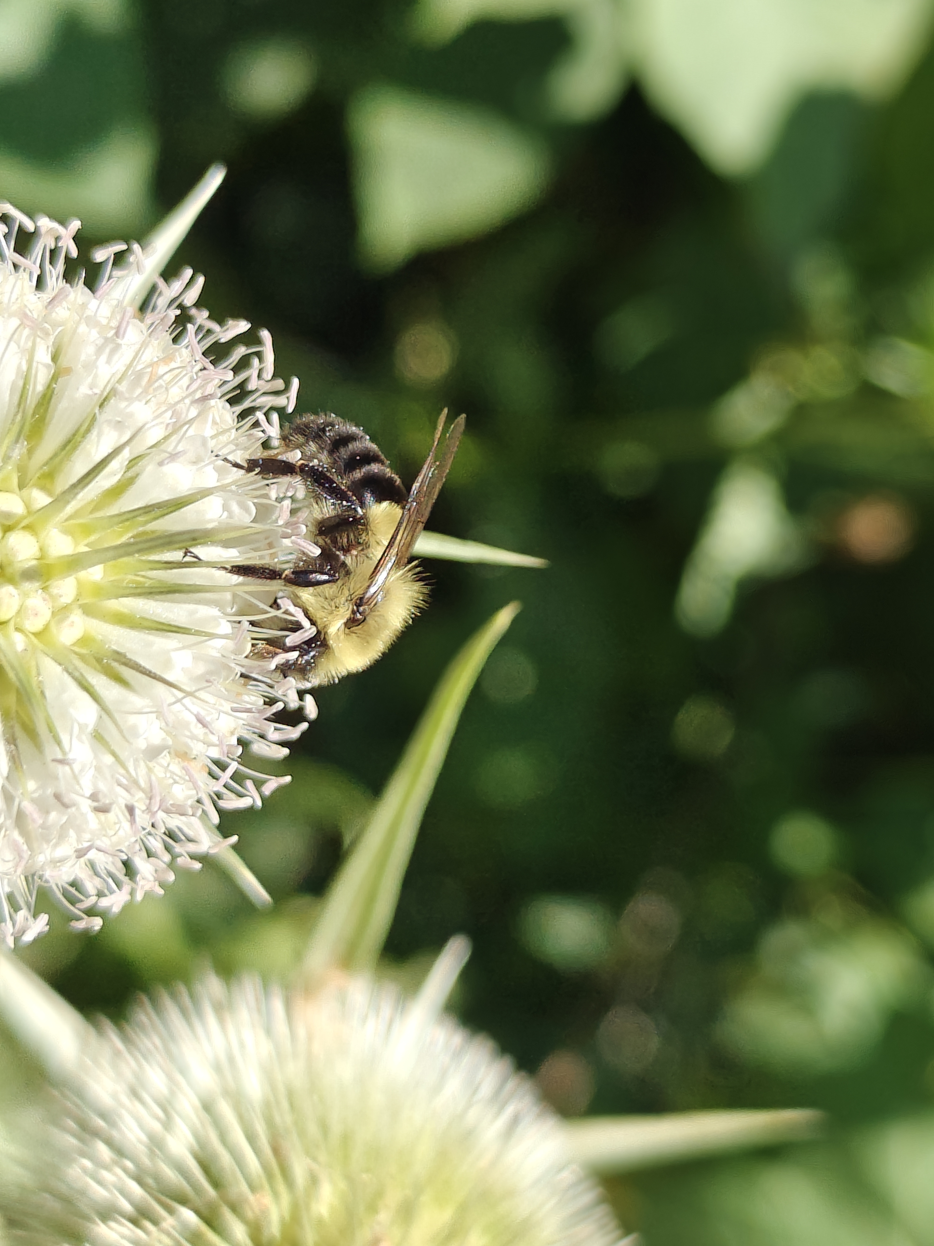 a photo of a bumblebee going to town on a white thistle