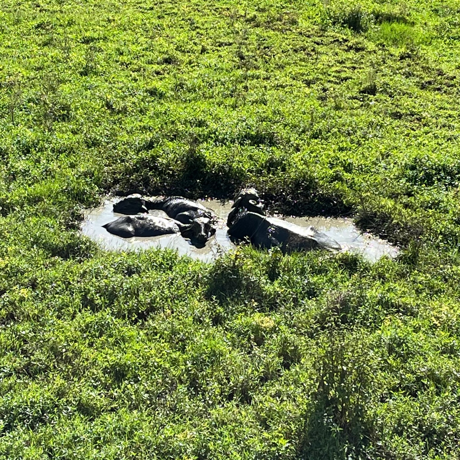 Three water buffaloes are lying in a small muddy waterhole surrounded by lush green grass. The animals are partially submerged in the water, appearing to cool off under bright sunlight. The surrounding field is open and grassy with no visible structures.