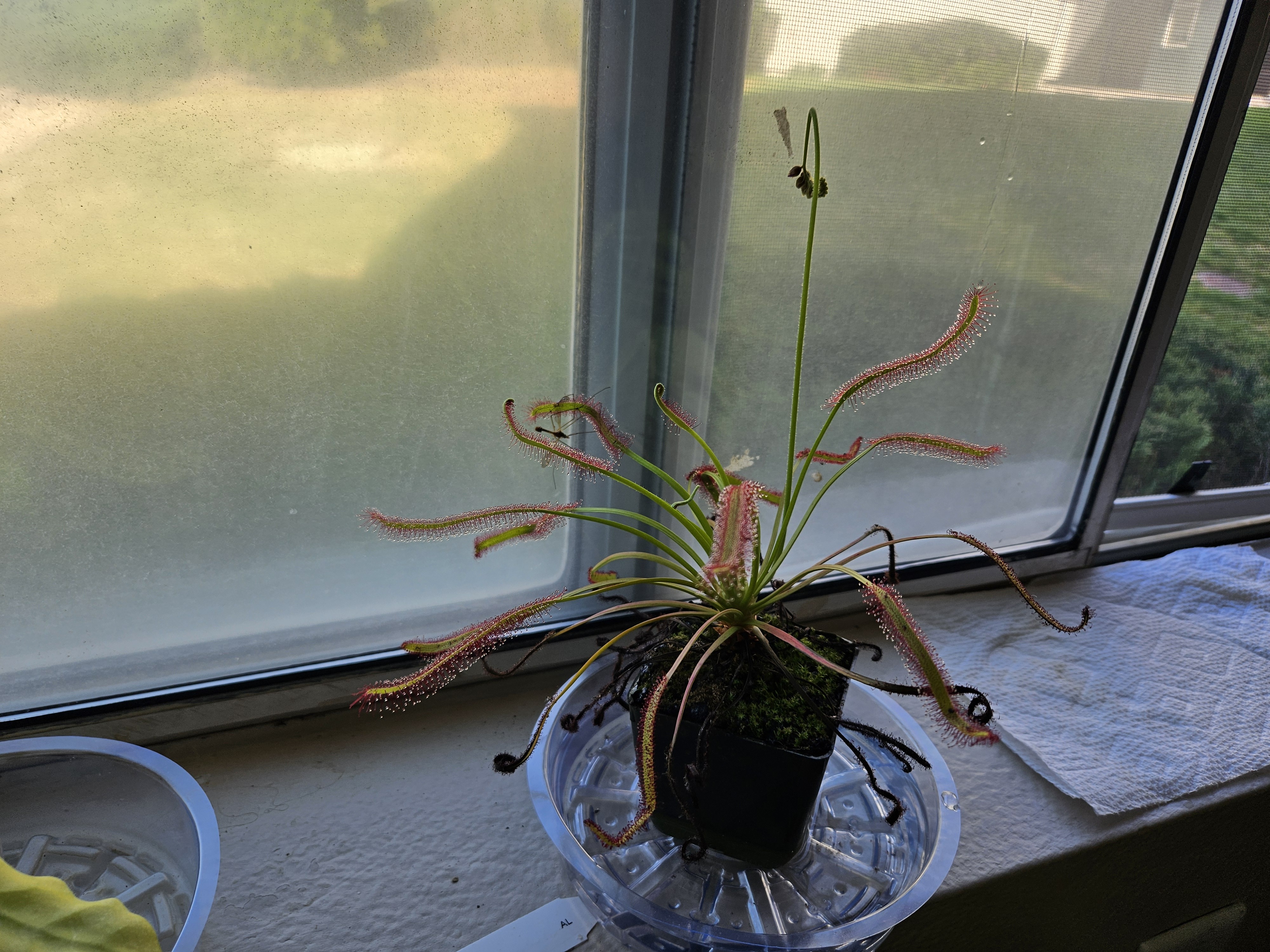 Here comes a flower