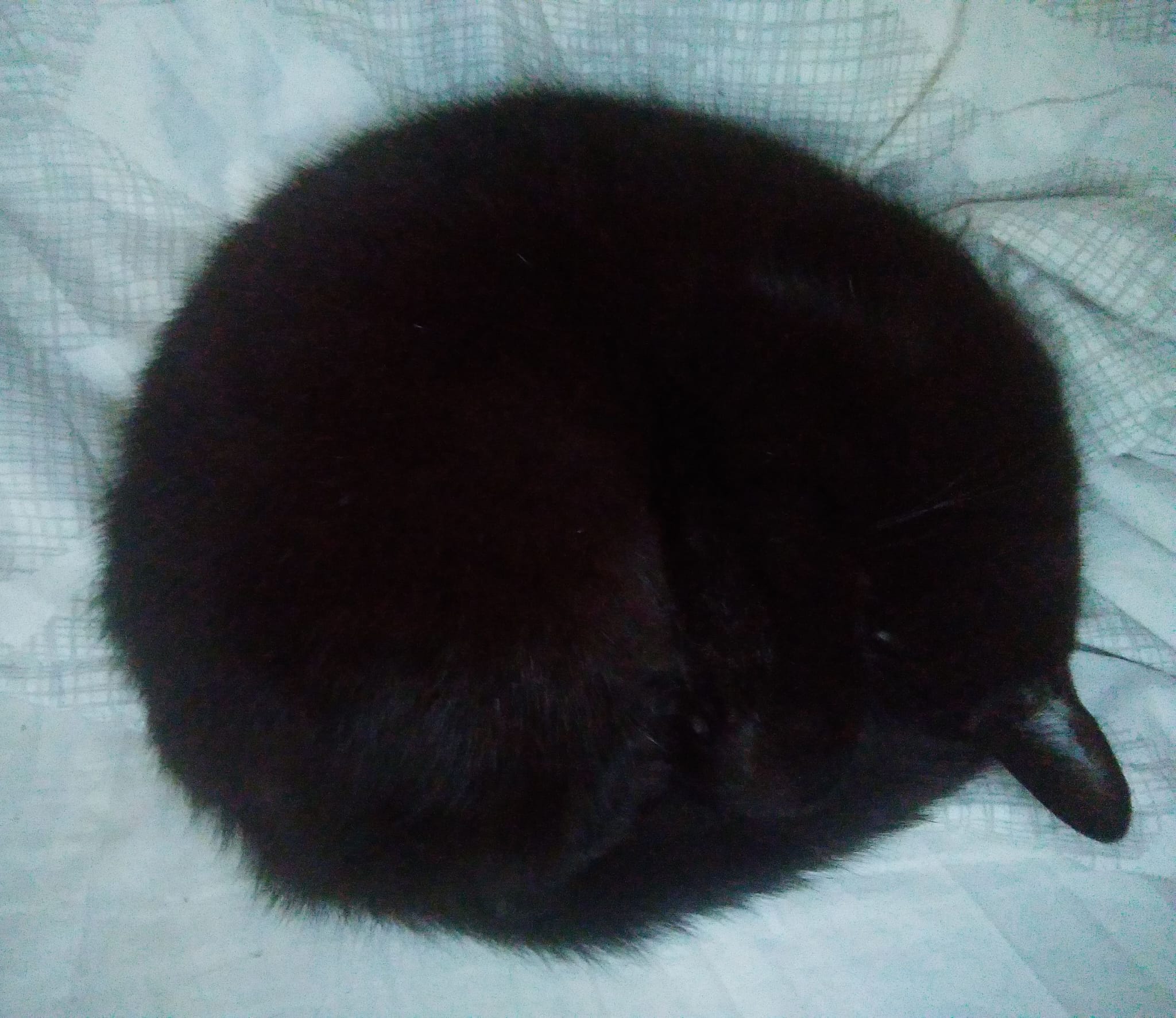 A black cat curled up and asleep