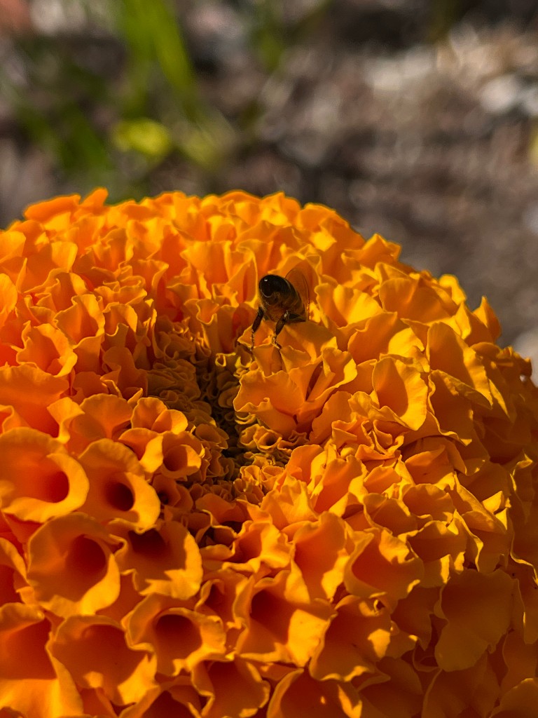 Bee butt in marigold