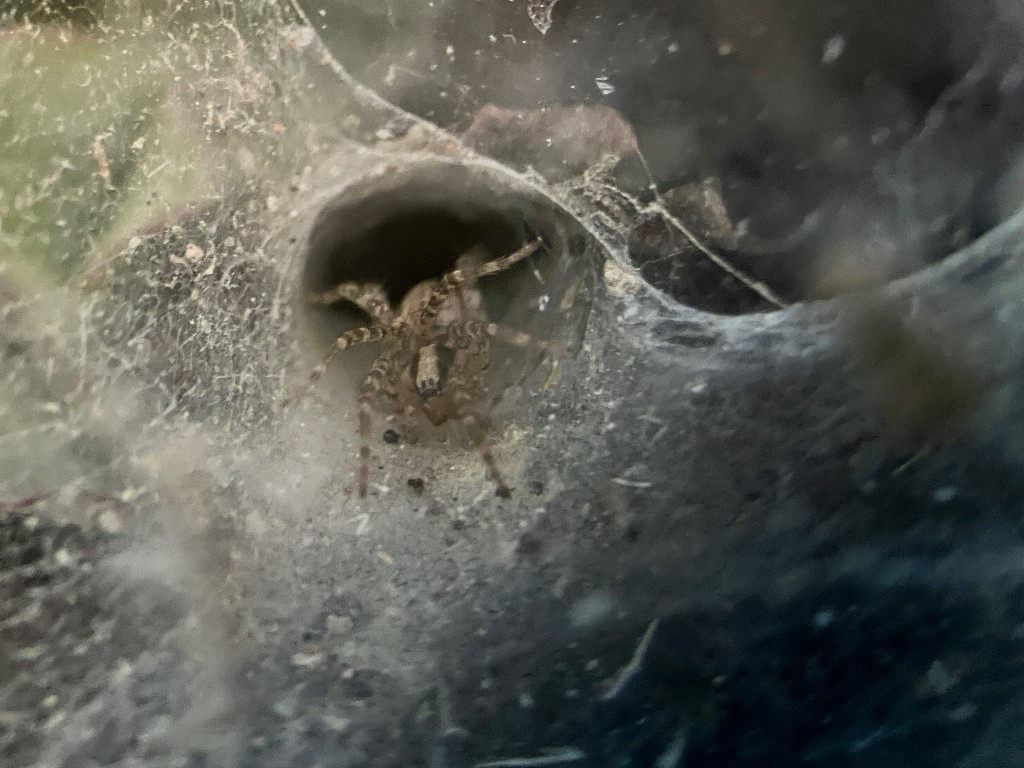 Funnel Web Spider