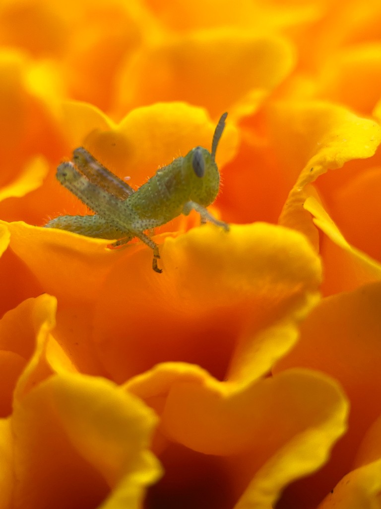 Itty bitty baby grasshopper on marigold petals