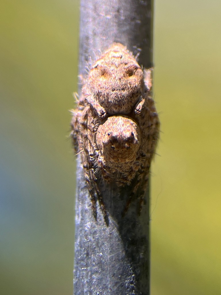 Bark Lynx Spider (Hamataliwa Grisea)