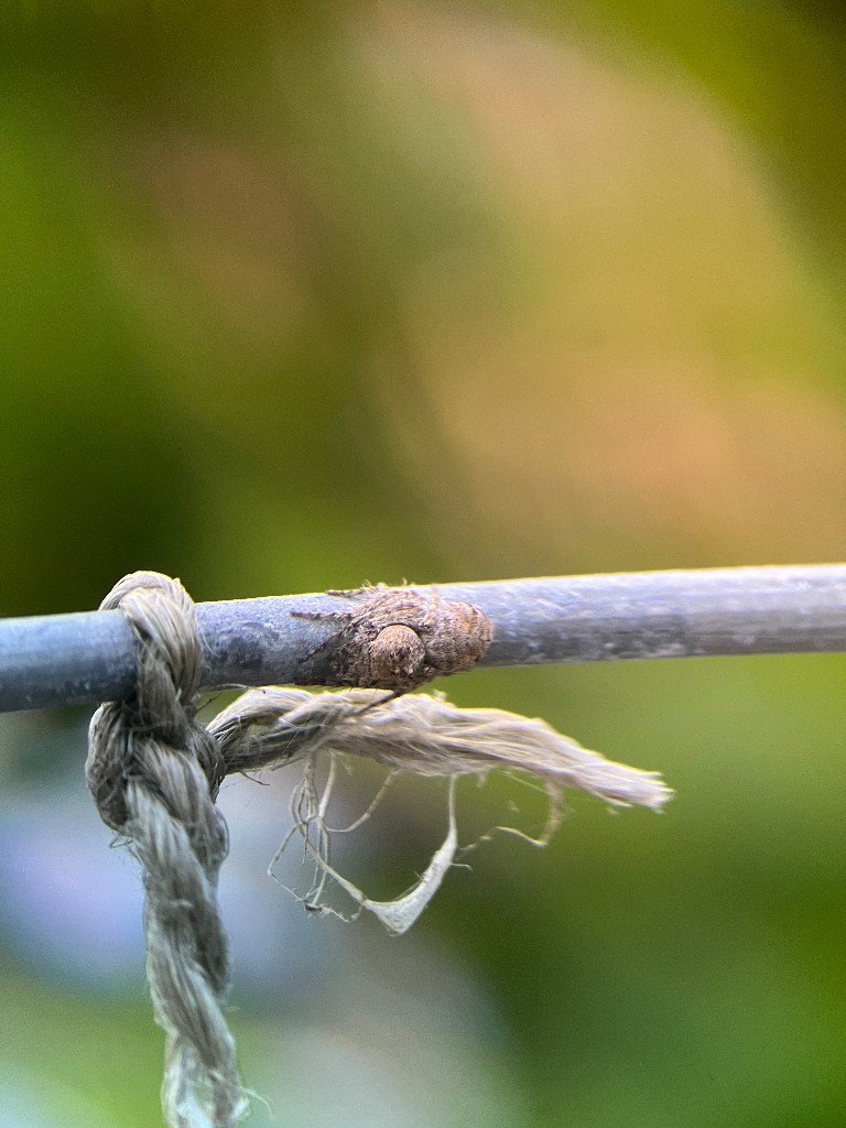 Bark Lynx Spider (Hamataliwa Grisea)