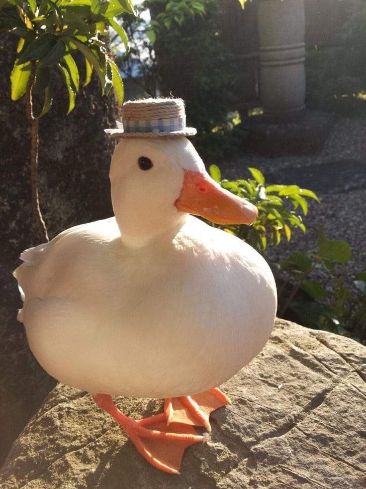 Duck
