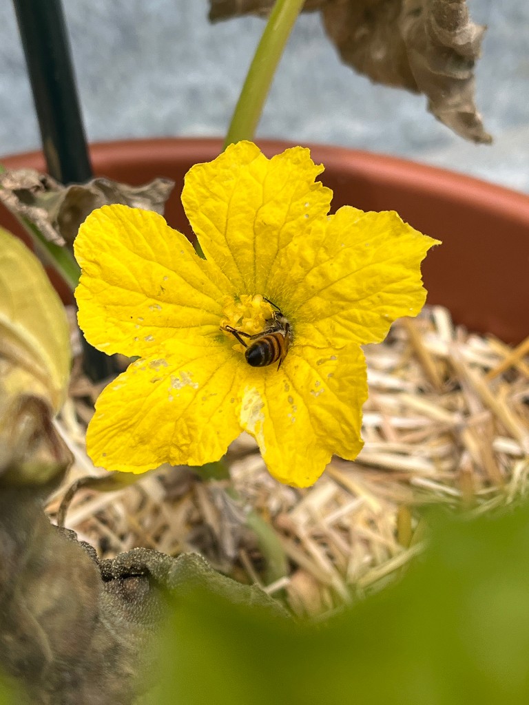Bee butt in a male loofa flower