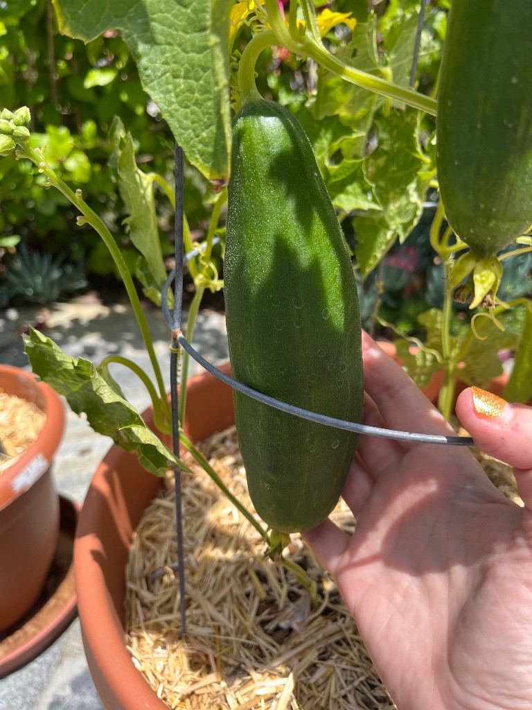 Luffa update